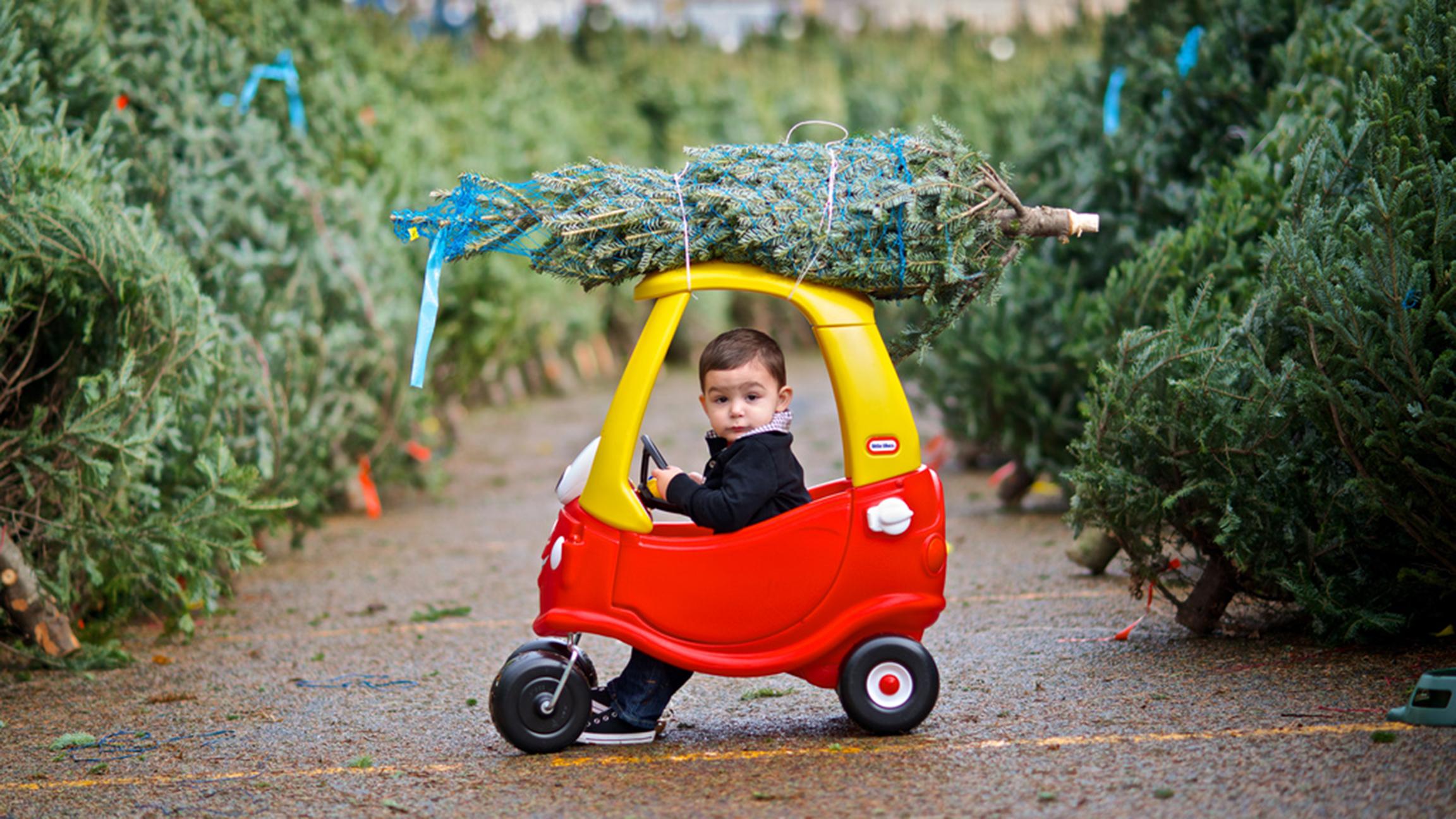 Road trip: Browse trees by the dozen at a Christmas tree farm in DeKalb. (FrankGuido / Flickr)