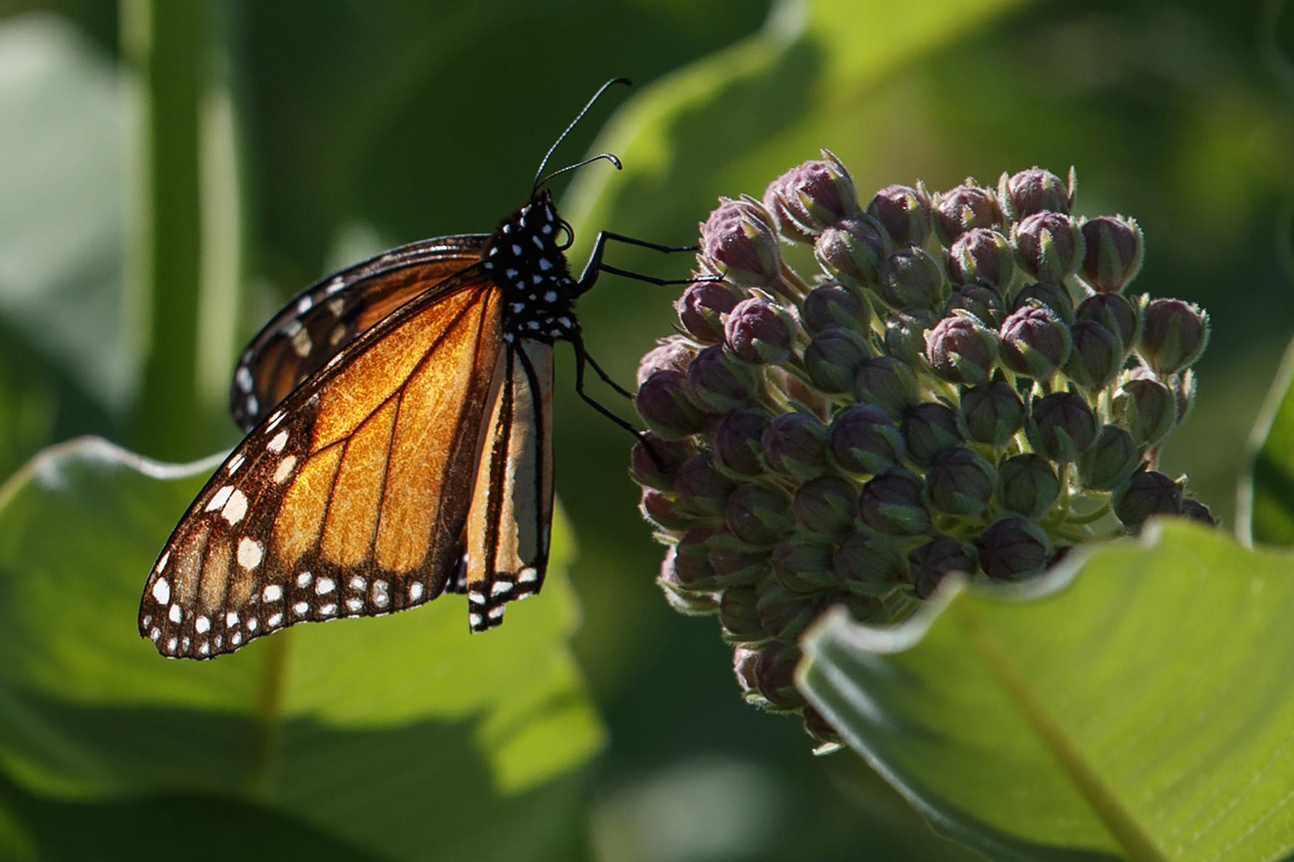 A monarch butterfly perches on milkweed at the Patuxent Wildlife Research Center in Laurel, Maryland on Friday, May 31, 2019. Farming and other human development have eradicated state-size swaths of its native milkweed habitat, cutting the butterfly's numbers by 90% over the last two decades. (AP Photo / Carolyn Kaster)