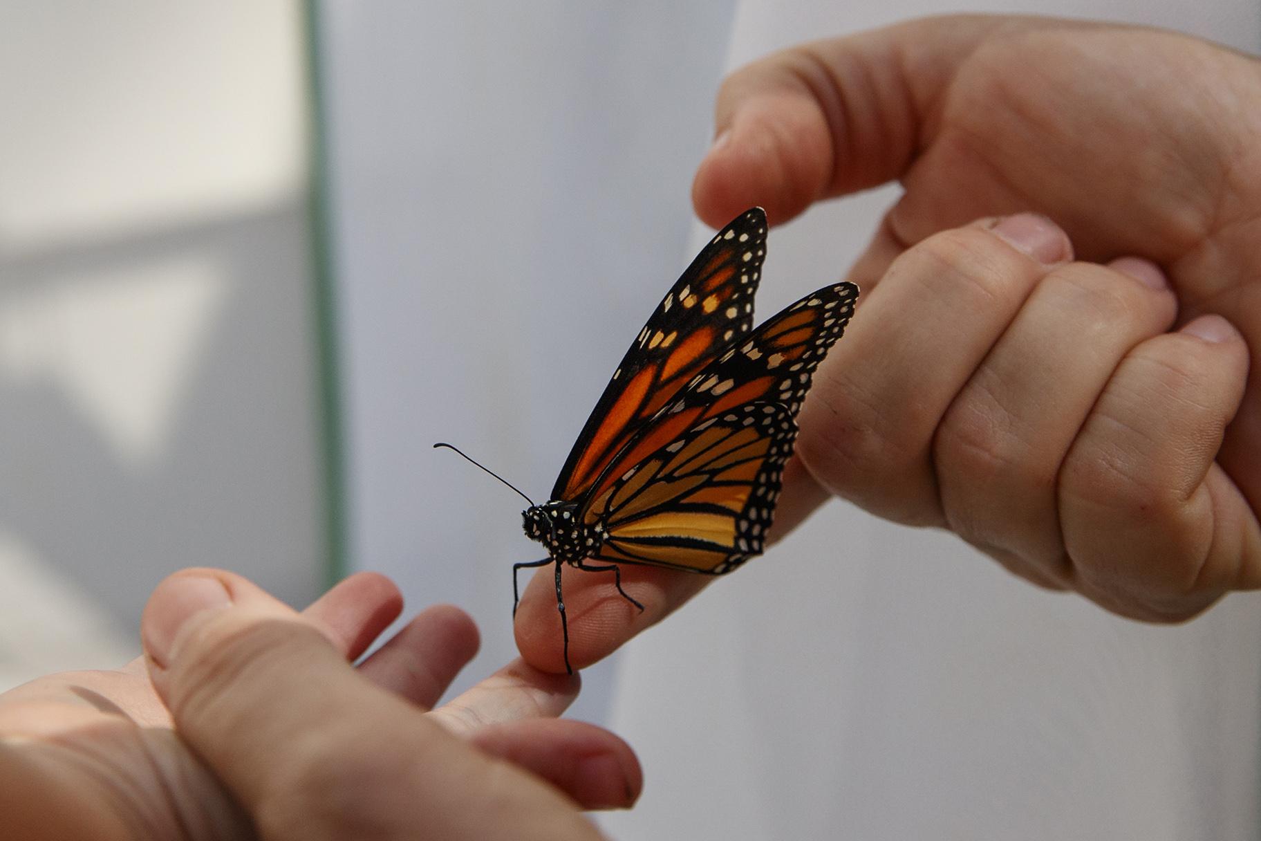 Laura Moore directs a fresh new monarch butterfly from her finger to her 3-year-old neighbor Thomas Powell in her Greenbelt, Maryland, yard on Friday, May 31, 2019. Despite efforts by Moore and countless other volunteers and organizations across the United States to grow milkweed, nurture caterpillars, and tag and count monarchs on the insects’ annual migrations up and down America, the butterfly is in trouble. (AP Photo / Carolyn Kaster)