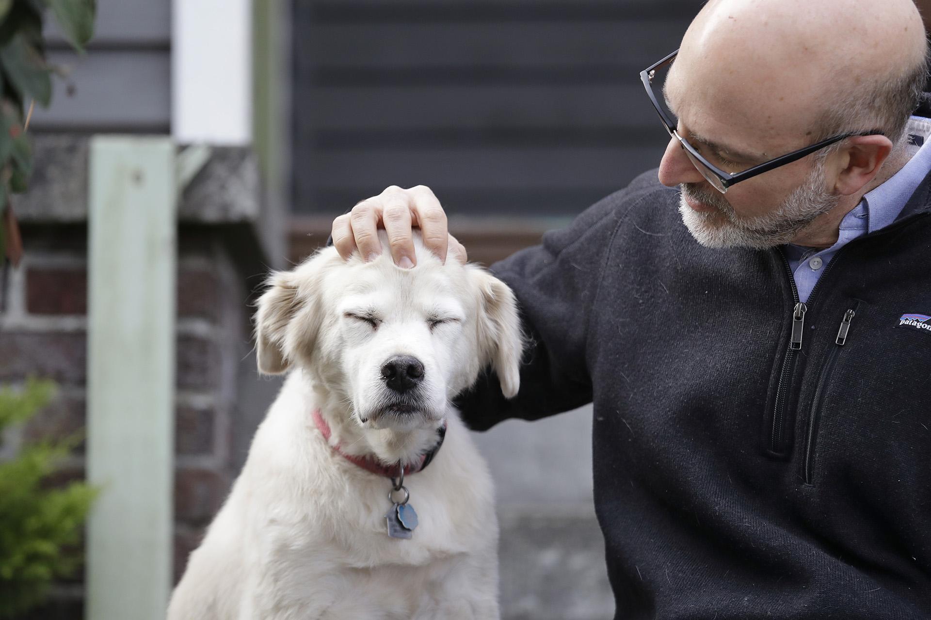 In this Monday, Nov. 11, 2019 photo, University of Washington School of Medicine researcher Daniel Promislow, the principal investigator of the Dog Aging Project grant, rubs the head of his elderly dog Frisbee at their home in Seattle. (AP Photo / Elaine Thompson)