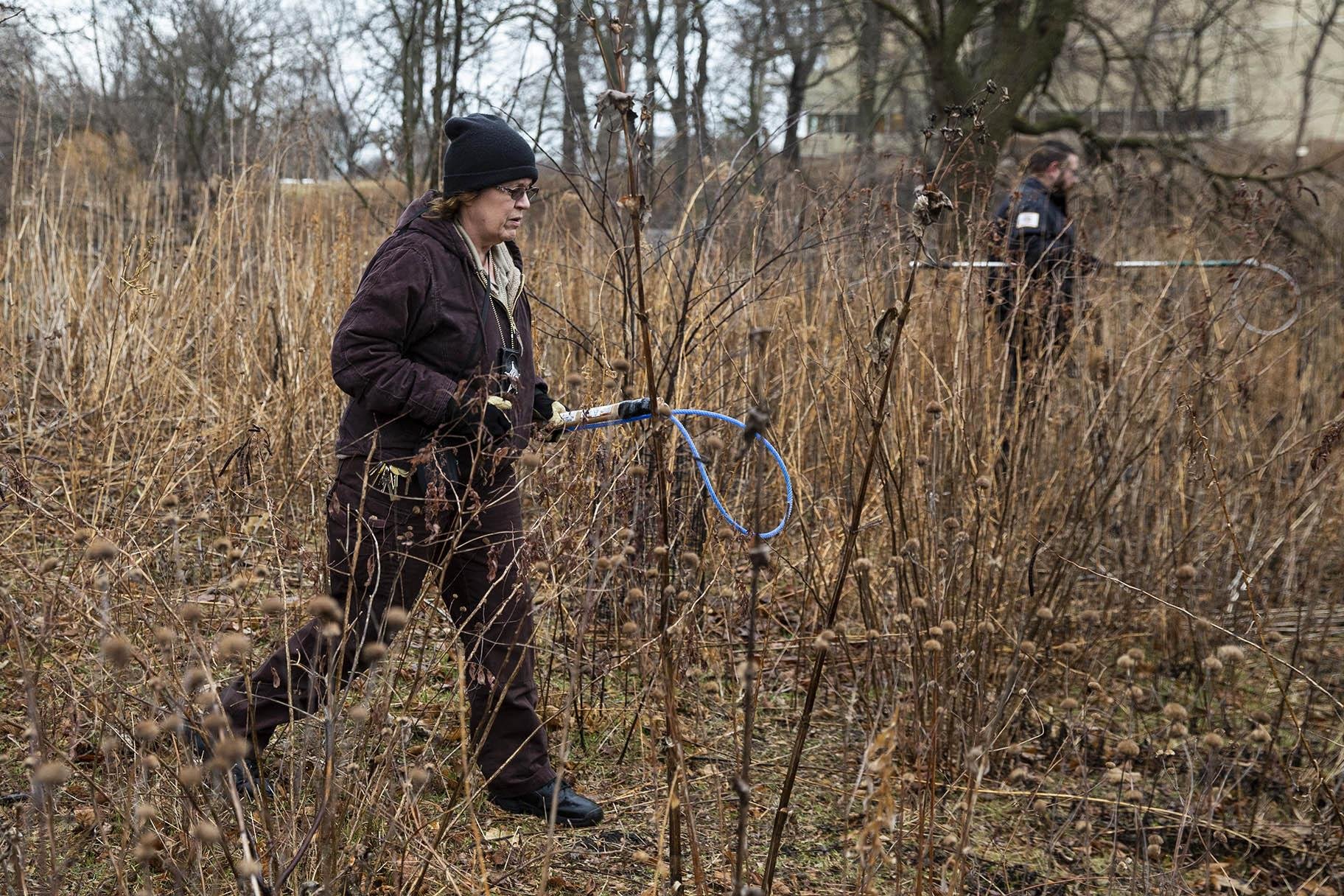 A Chicago Animal Care and Control inspector, foreground and warden from Cook County Animal Control, rear, fan out around the Peggy Notebaert Nature Museum in Lincoln Park to look for a possible coyote den, Thursday morning, Jan. 9, 2020. (Ashlee Rezin Garcia / Chicago Sun-Times via AP)