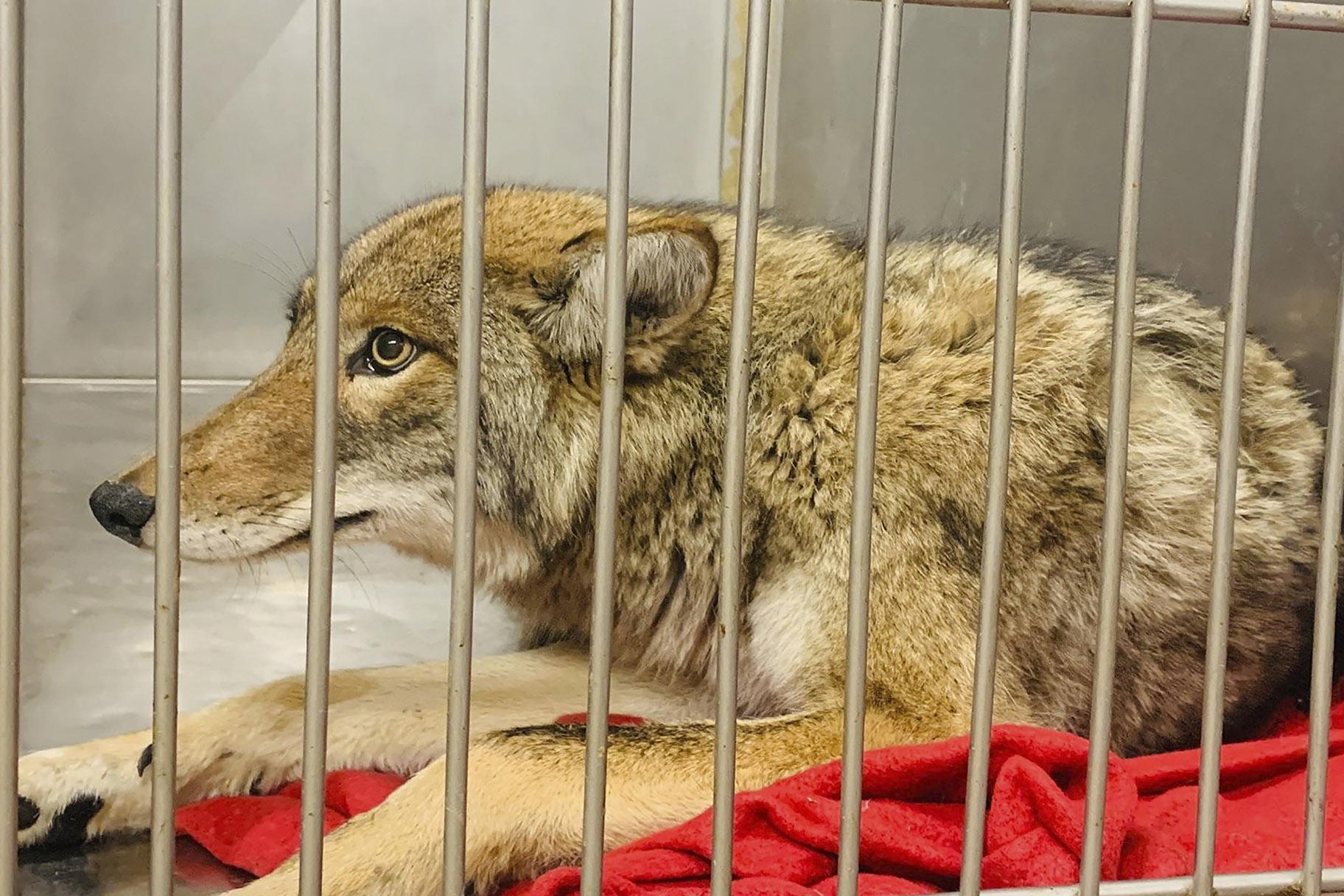 This Friday, Jan. 10, 2020 photo provided by Chicago Animal Care and Control in Chicago shows an injured coyote after it was successfully located and safely darted with a tranquilizer. (Chicago Animal Care and Control via AP)