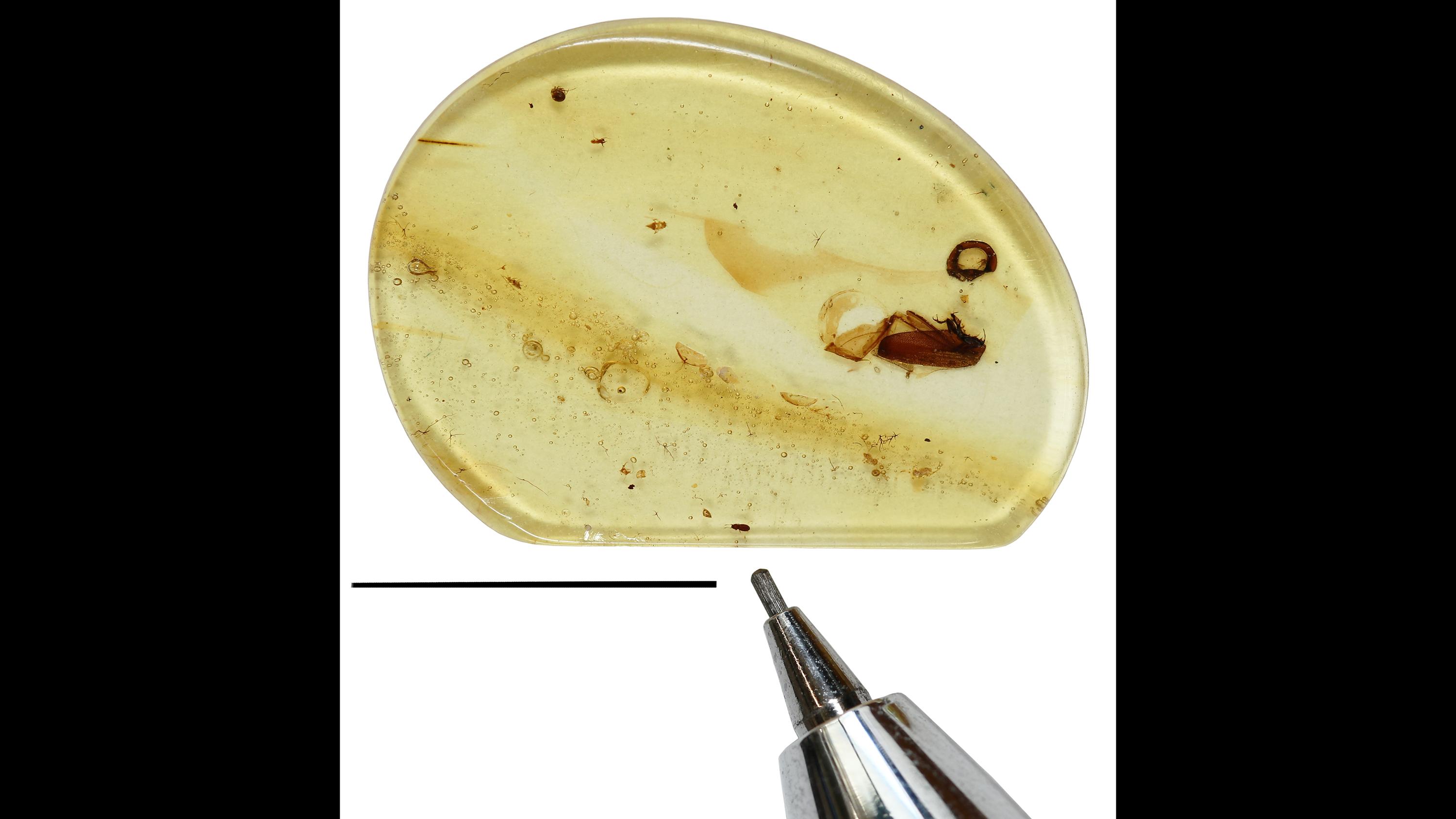 The amber sample with the featherwing beetled trapped inside – the beetle is the tiny speck above the tip of the mechanical pencil. (Courtesy The Field Museum)