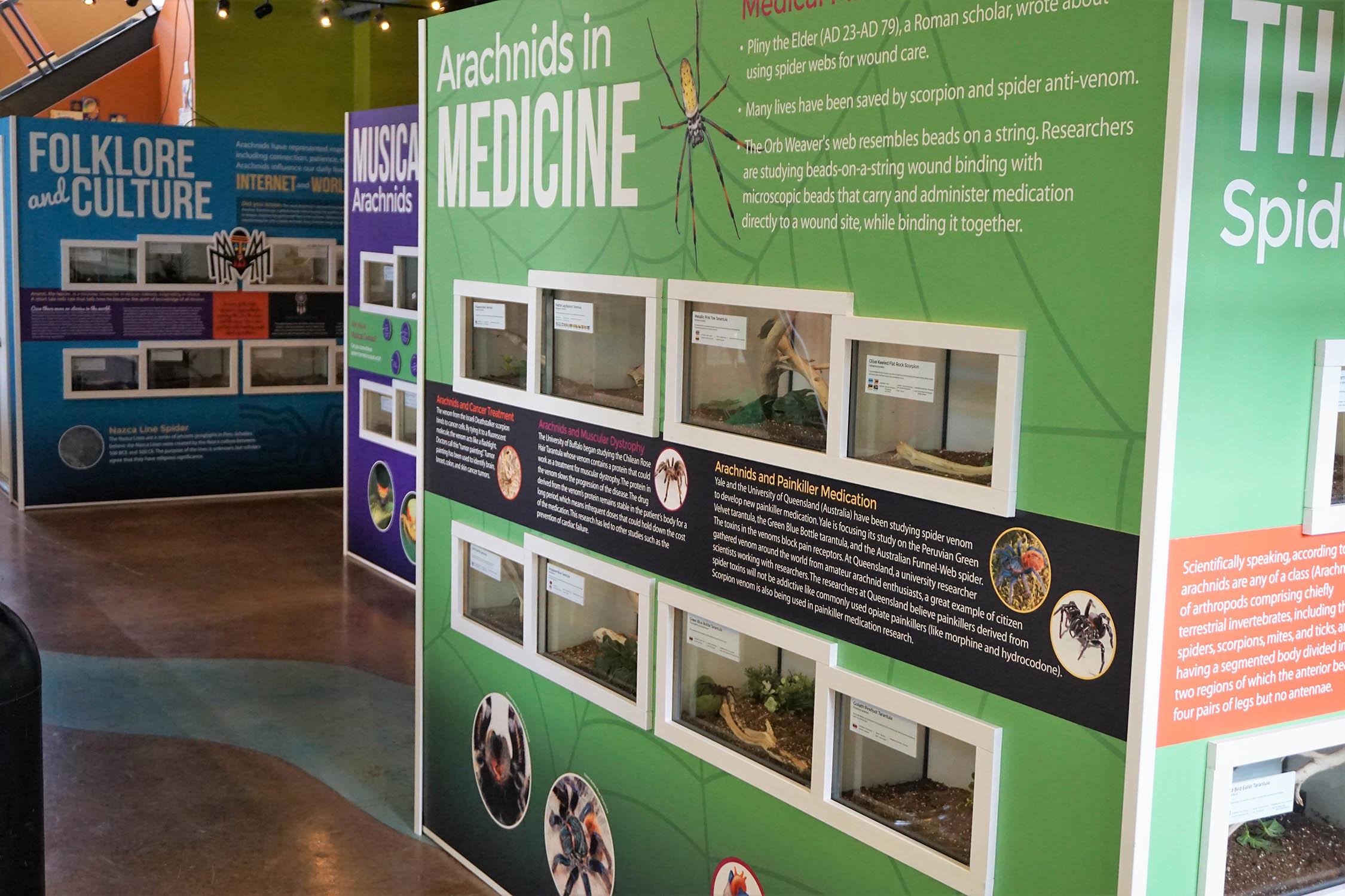 Brookfield Zoo’s exhibit highlights the significance of arachnids in art, culture and science and medicine. (Jim Schulz / Chicago Zoological Society)