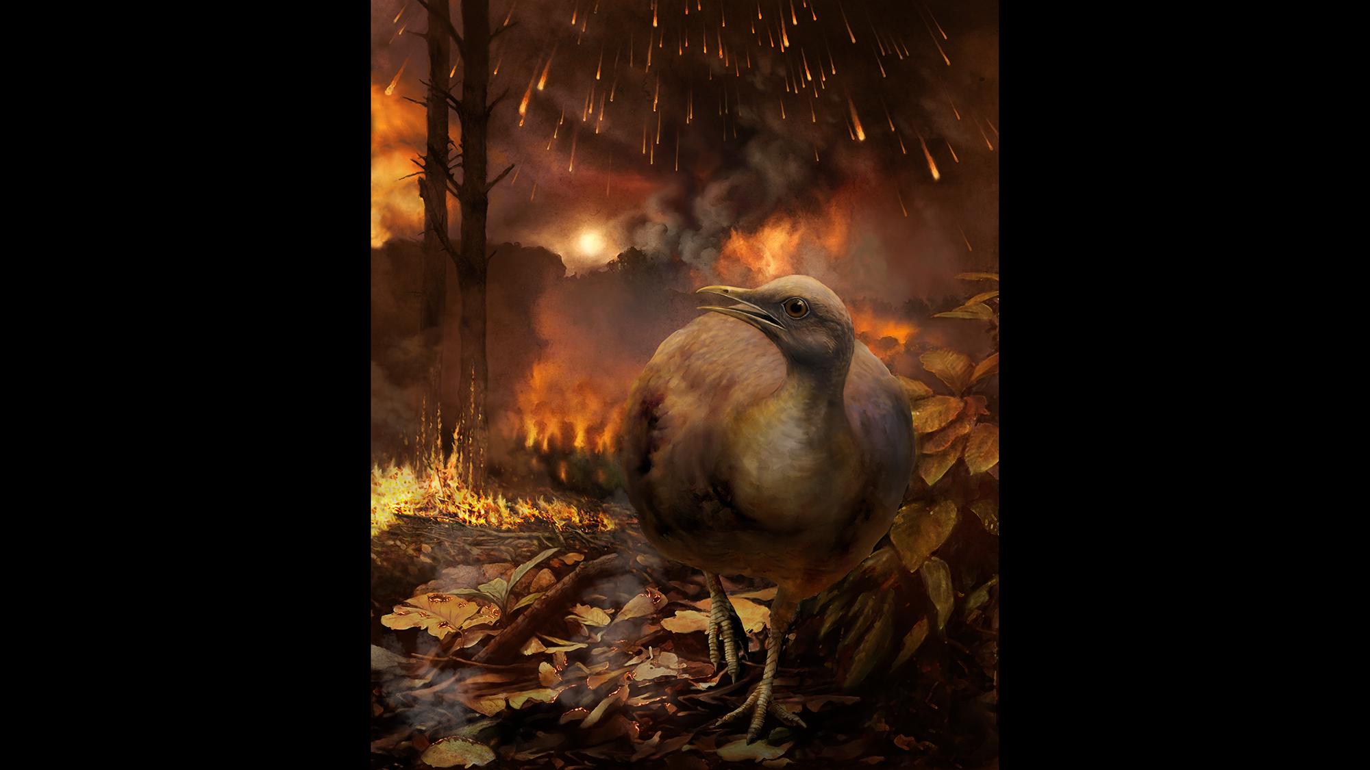 An illustration showing the impact of the Chicxulub asteroid about 66 million years ago, which led to the extinction of dinosaurs and also killed tree-dwelling birds. (Phillip M. Krzeminski)