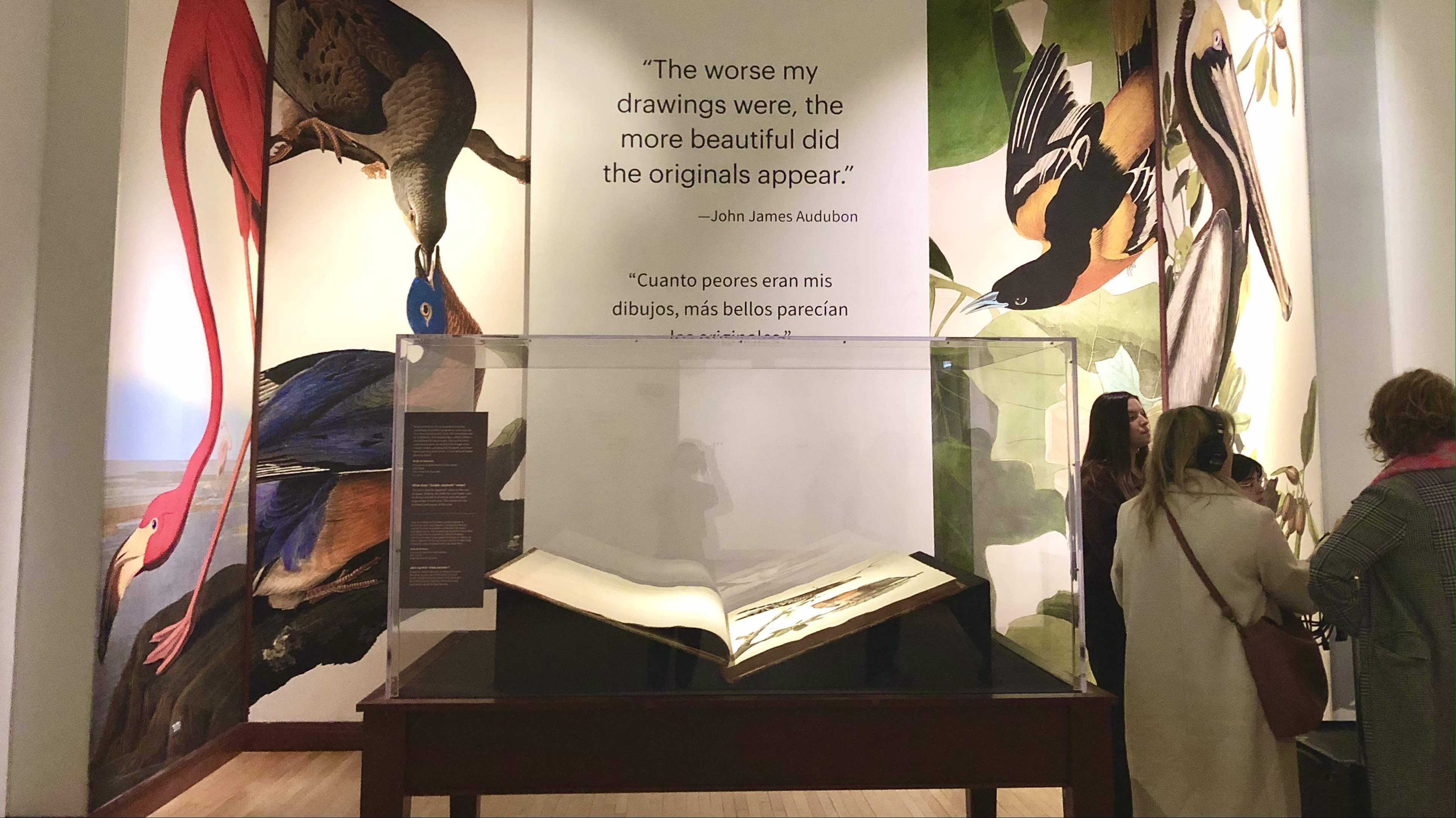 The Field Museum’s copy of “Birds of America” is one of only 120 complete sets known to exist. (Patty Wetli / WTTW News)