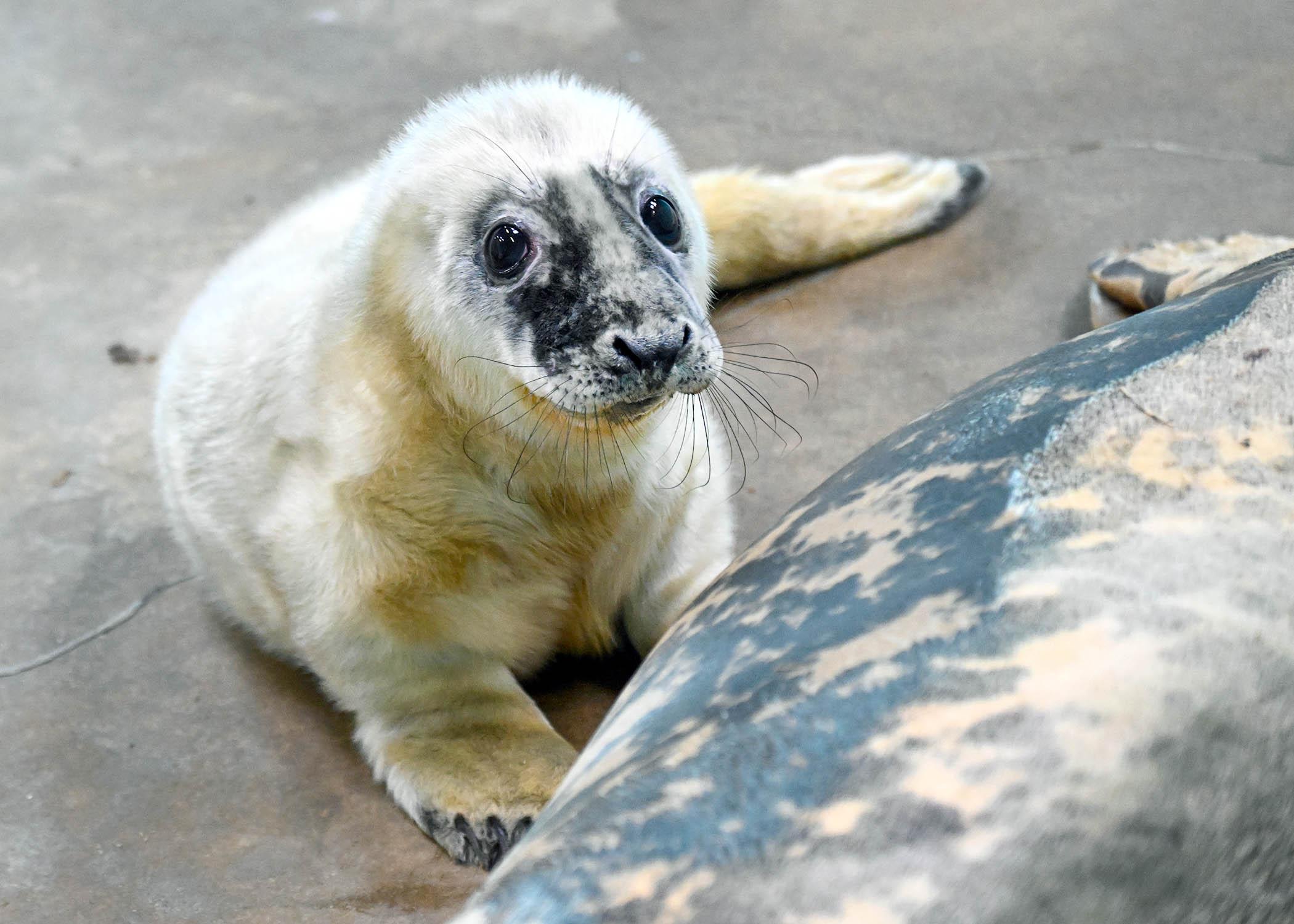 In the wild, baby grey seals grow up fast, weaned after several weeks and on their own for hunting food. (Courtesy of Brookfield Zoo)