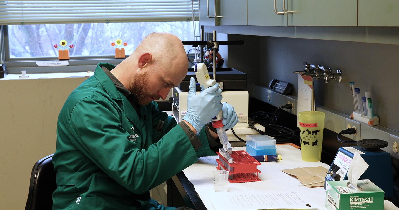 Matt Mulligan, a wildlife research coordinator at Lincoln Park Zoo, tests samples of bat guano to measure for levels of cortisol, an indicator of stress. (Courtesy Lincoln Park Zoo) 
