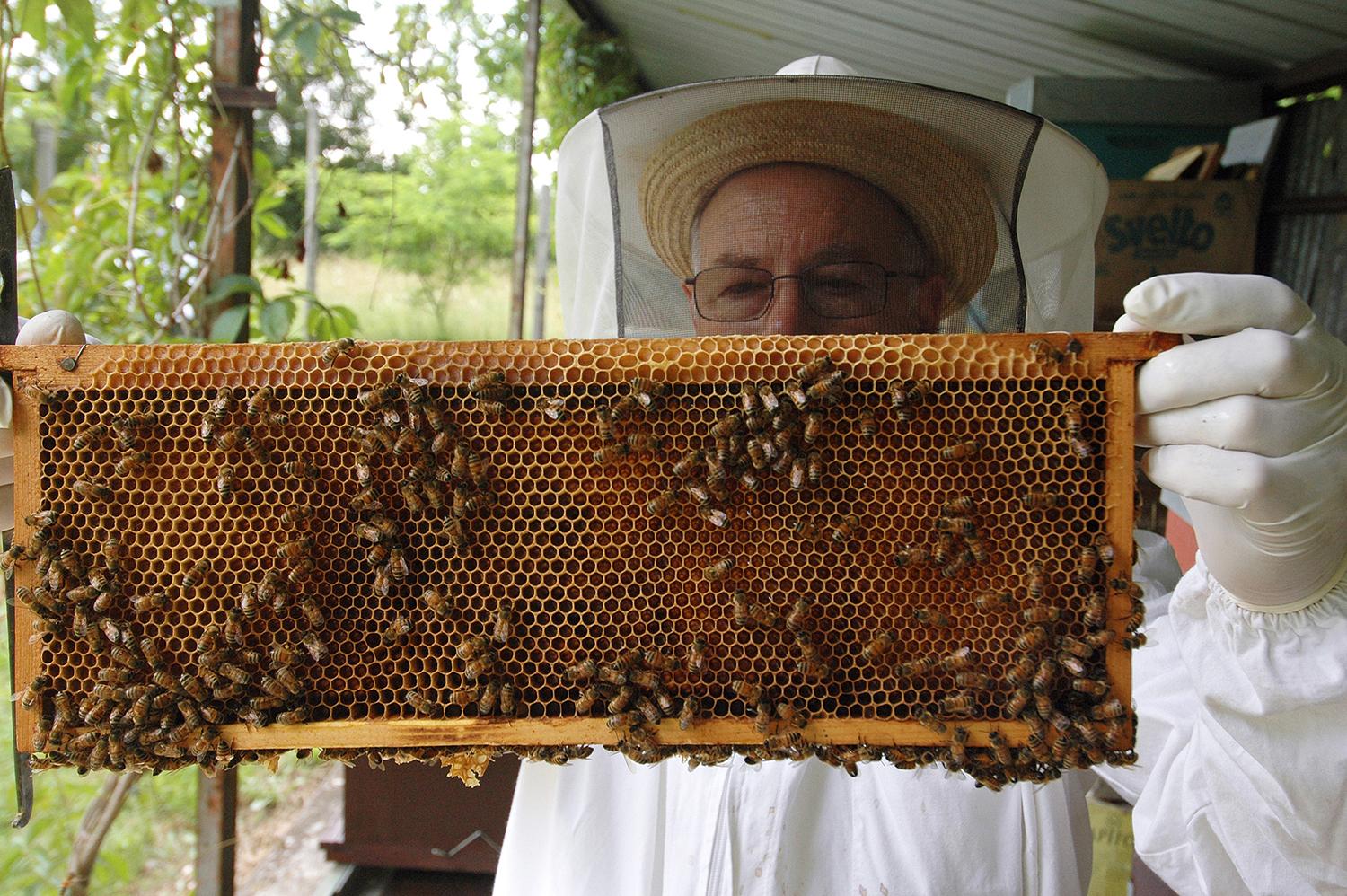 A beekeeper from Apicoltura Avianese Honey Farm in Italy checks for the queen bee on a honeycomb frame. (U.S. Air Force photo / Senior Airman Justin Weaver)
