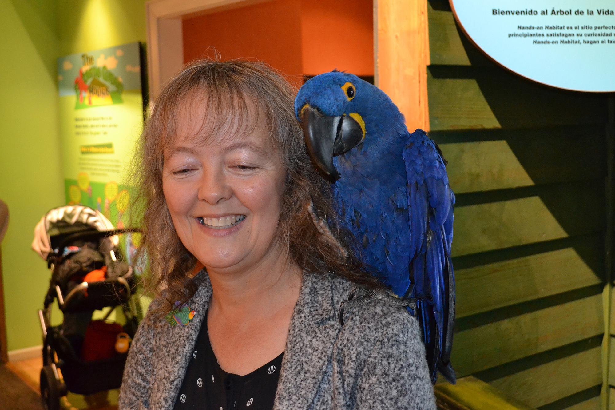 Noodle, an 18-year-old Hyacinth macaw, sits on the shoulder of Celeste Troon, director of living collections at the Peggy Notebaert Nature Museum. (Photos by Alex Ruppenthal / Chicago Tonight)
