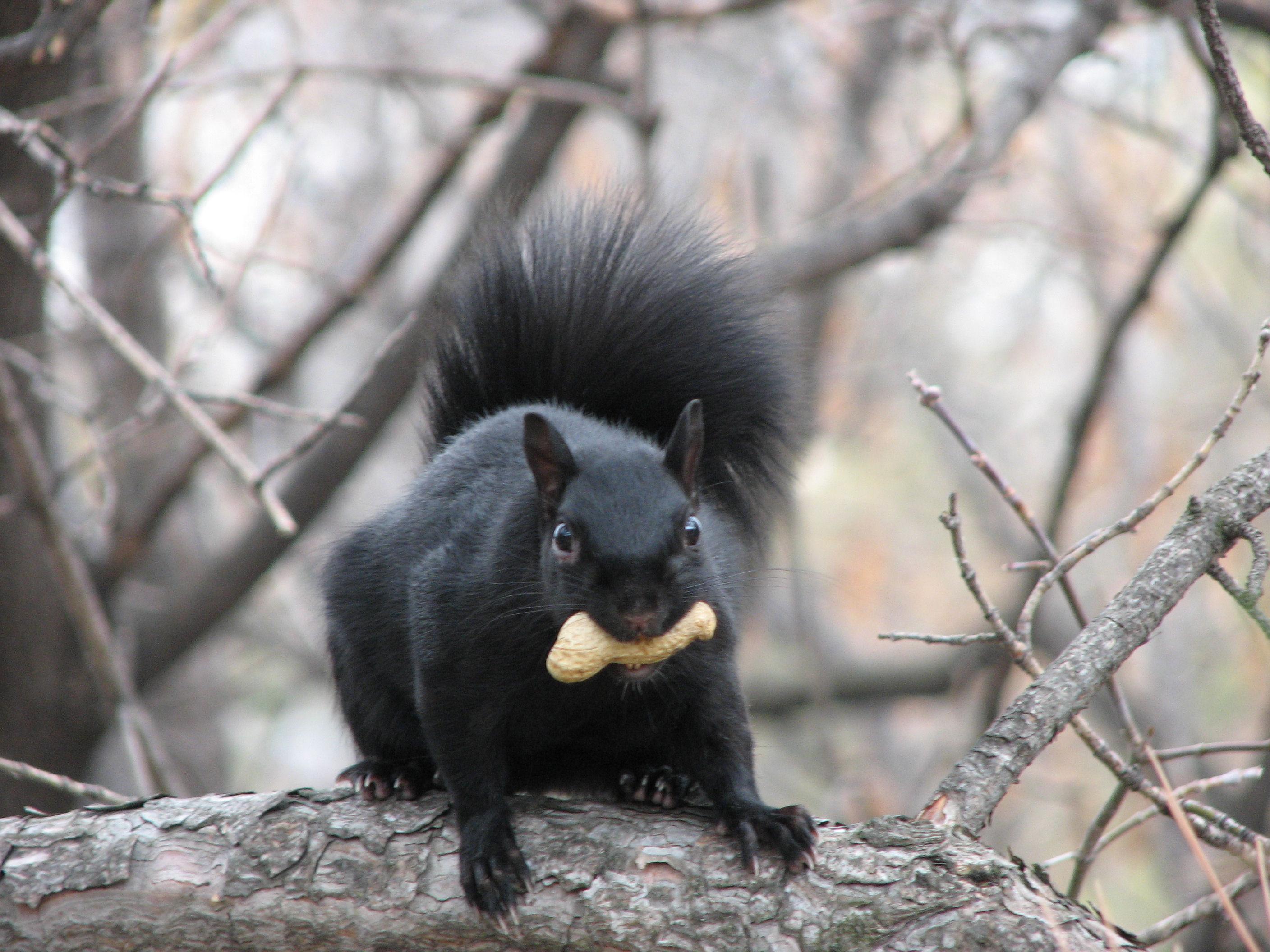 Recently Chicago residents have reported seeing black squirrels, which are more common along the U.S.-Canadian border, according to Steve Sullivan, co-director of Project Squirrel. This photo was taken in Ottawa. (Gordon E. Robertson / Wikimedia Commons)