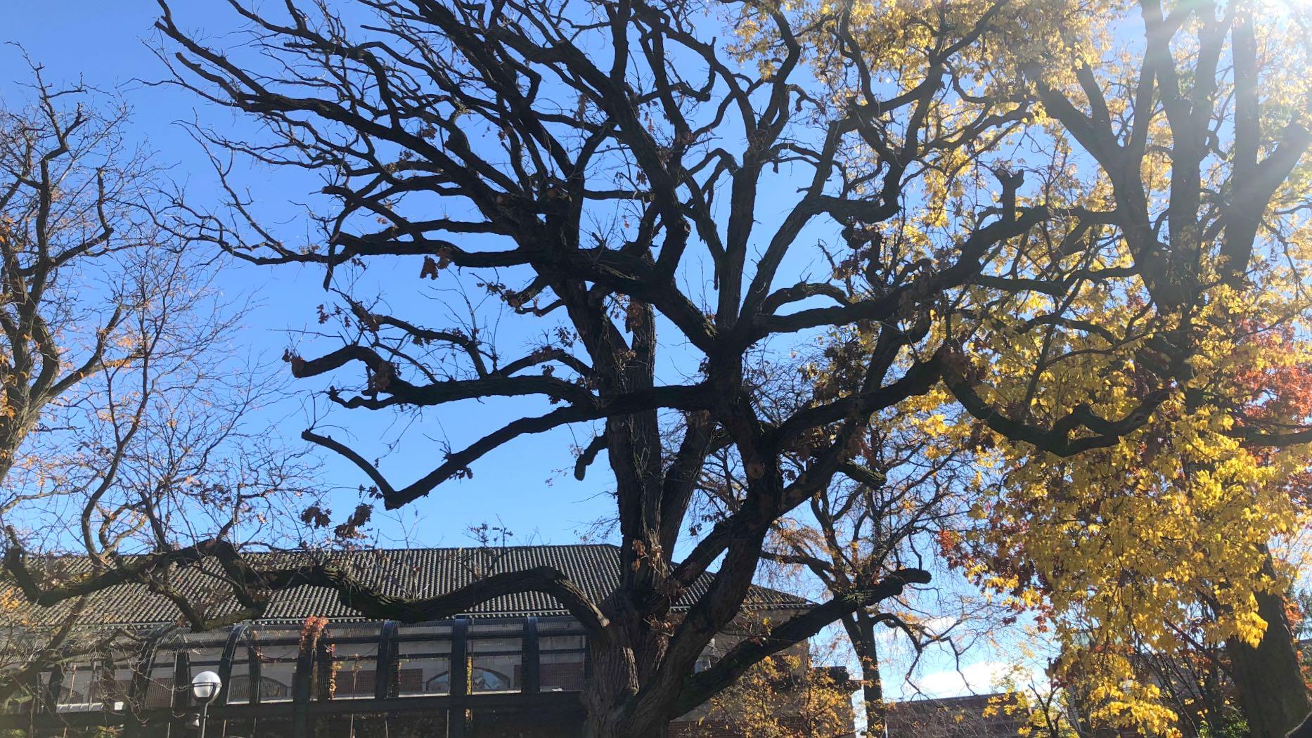 "I love looking at old trees and just kind of reveling that it's something completely out of control and has grown completely on its own," said Katrina Quint, director of horticulture at Lincoln Park Zoo. Pictured: The zoo's "legacy" bur oak. (Patty Wetli / WTTW News)