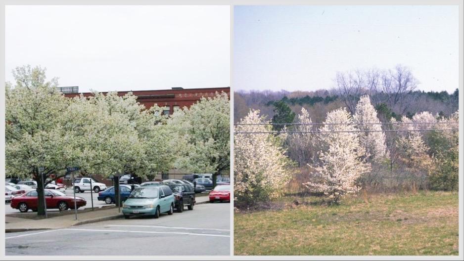 Callery pear’s ability to thrive in harsh conditions, like parking lots, made it popular with landscapers (l). That same tenacity has made it a major threat to natural areas, where the tree can quickly dominate native species (r). (Credits: Leslie J. Mehrhoff, University of Connecticut, Bugwood.org (l); James H. Miller, USDA Forest Service, Bugwood.org)