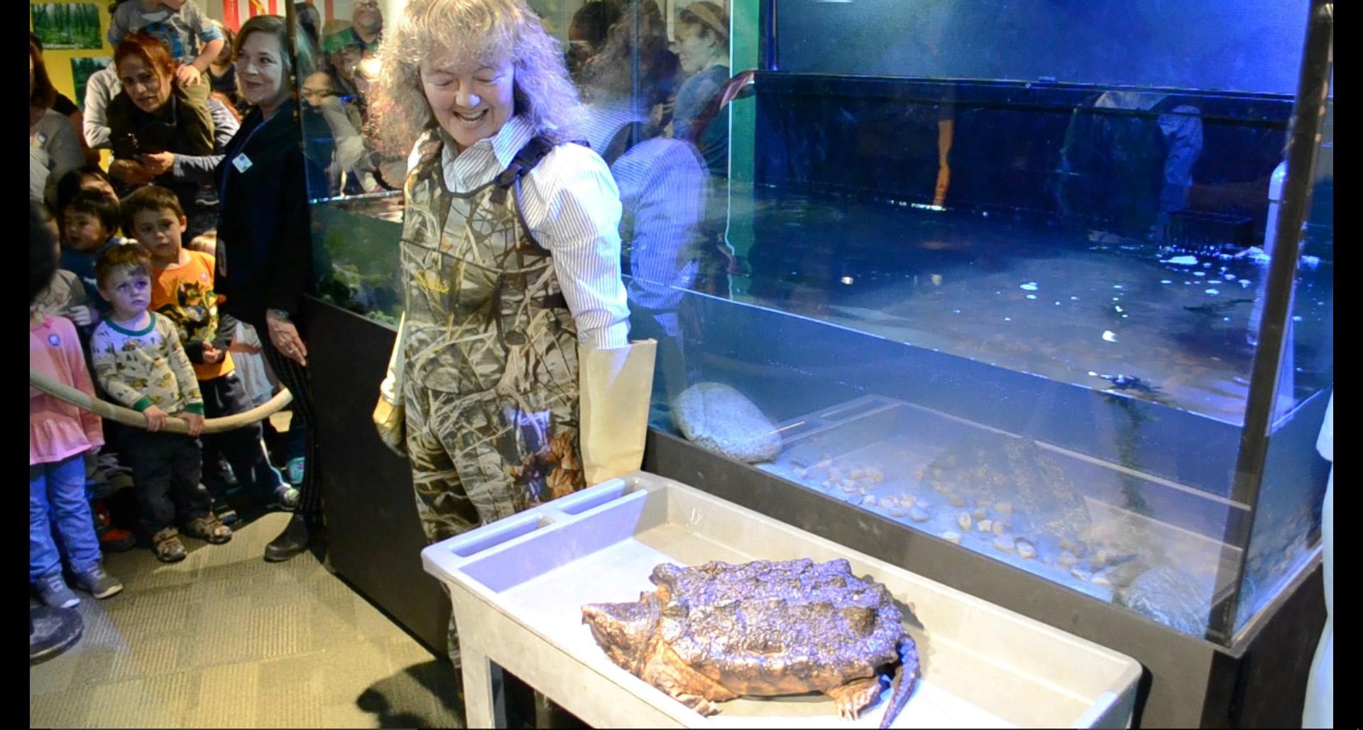 Peggy Notebaert Nature Museum's Celeste Troon presents Patsy McNasty, an alligator snapping turtle, on Jan. 19. (Alex Ruppenthal / Chicago Tonight)