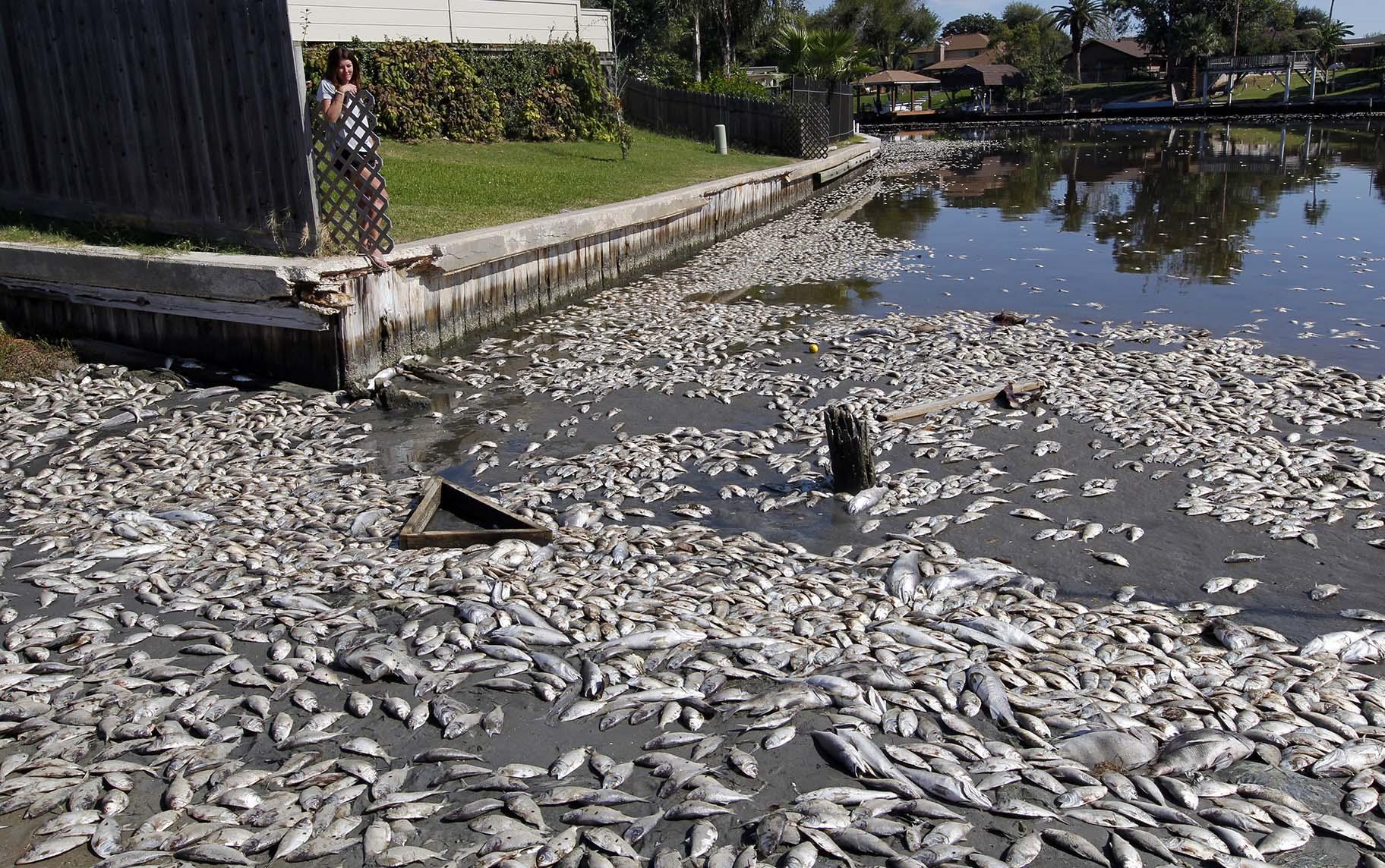 In this Tuesday, Oct. 30, 2012, file photo, Kim Bertini looks over some of the 15,000 dead fish that washed up near her backyard on Lake Madeline in Galveston, Texas. (Jennifer Reynolds / The Galveston County Daily News via AP, File)