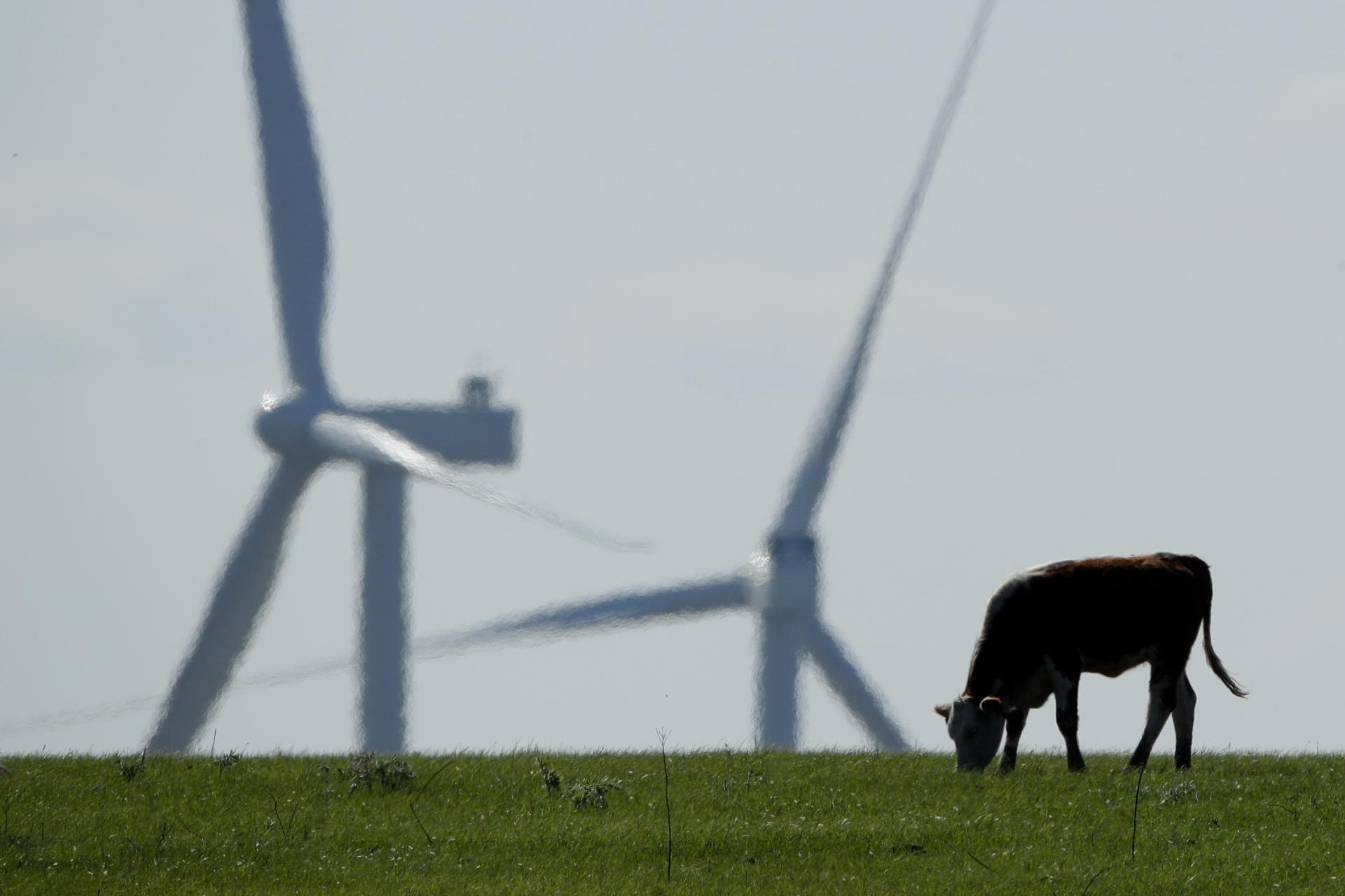 A cow grazes in a pasture as wind turbines rise in the distance, April 27, 2020, near Reading, Kan. (AP Photo / Charlie Riedel, File)