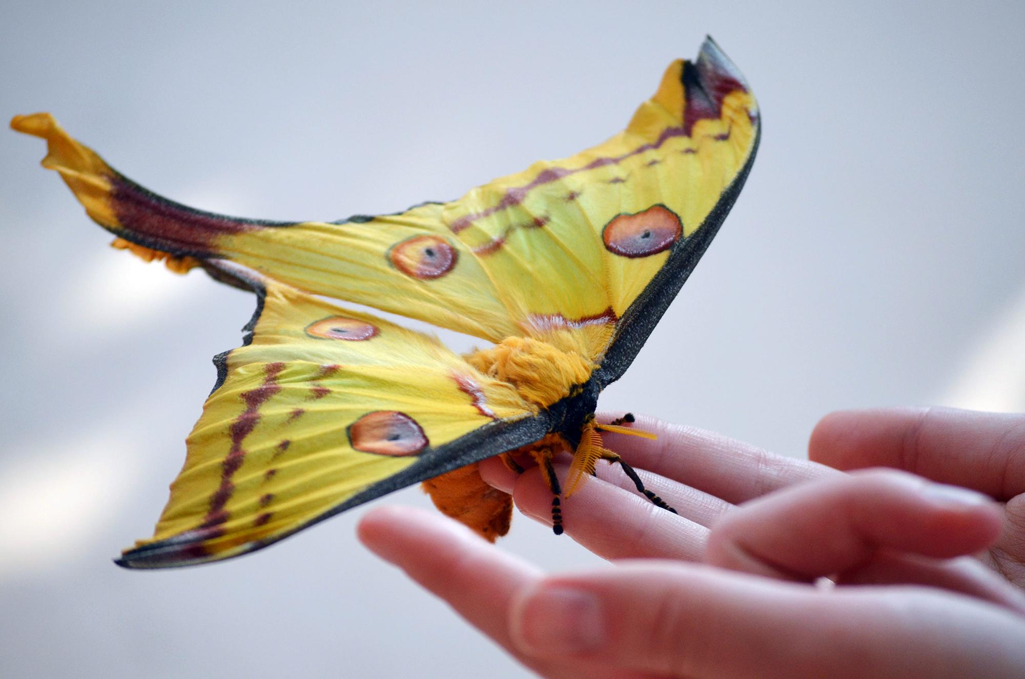 A rare comet moth, also known as a Madagascan moon moth, emerged from its cocoon last week at the Peggy Notebaert Nature Museum. (Courtesy Peggy Notebaert Nature Museum)