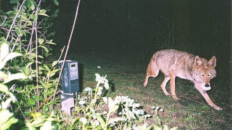 (Credit: Cook County Urban Coyote Research Project)