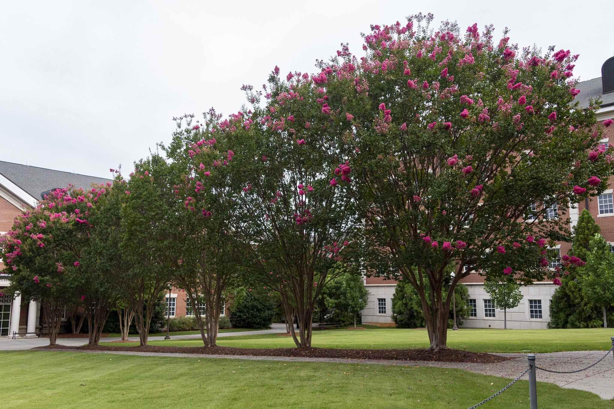 Could crape myrtle, the "lilac of the South," pictured here in Alabama, become the lilac of the North? (Alabama Extension / Flickr Creative Commons)