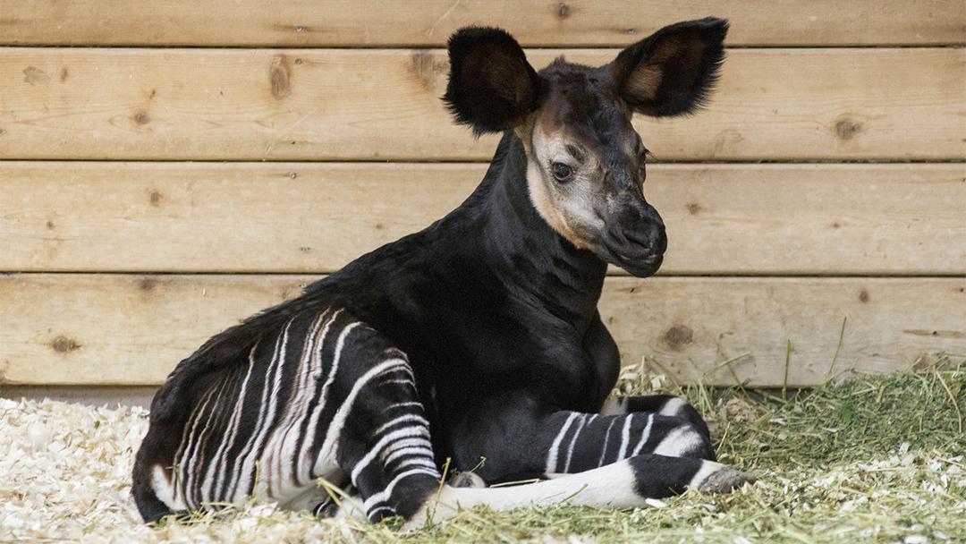 An okapi calf was born May 16 at Brookfield Zoo. (Chicago Zoological Society)