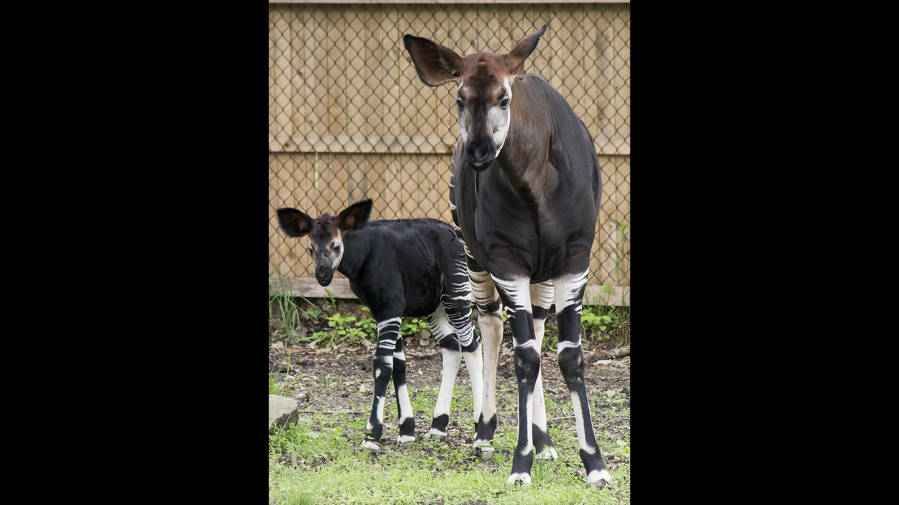 Six-year-old mother okapi Augusta K gave birth to an okapi calf May 16 at Brookfield Zoo. (Chicago Zoological Society)
