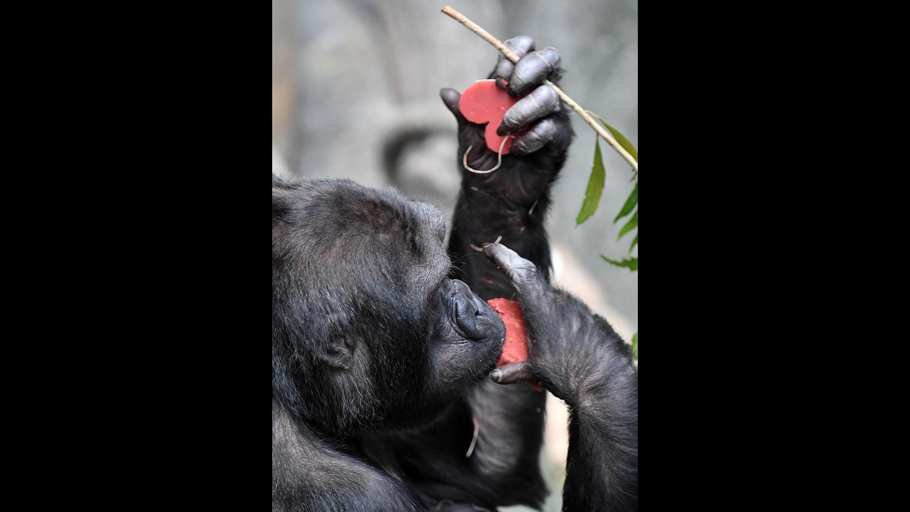 Binti Jua, a western lowland gorilla at Brookfield Zoo. (Jim Schulz / Chicago Zoological Society)