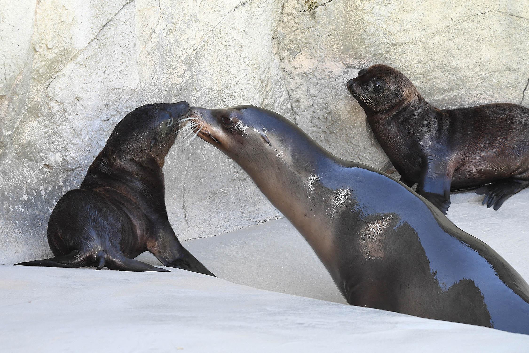 Two California sea lion pups born at Brookfield Zoo on June 4 and 11 can now be seen in their outdoor habitat at Pinniped Point. Also pictured is one of the moms, Arie. (Jim Schulz / Chicago Zoological Society)