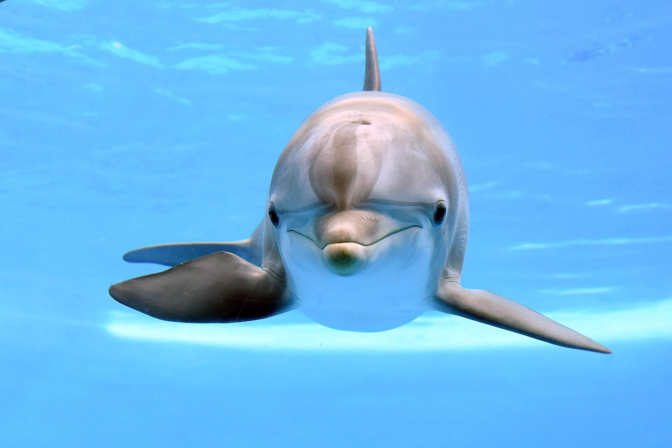 Maxine, a bottlenose dolphin at Brookfield Zoo. (Jim Schulz / Chicago Zoological Society)