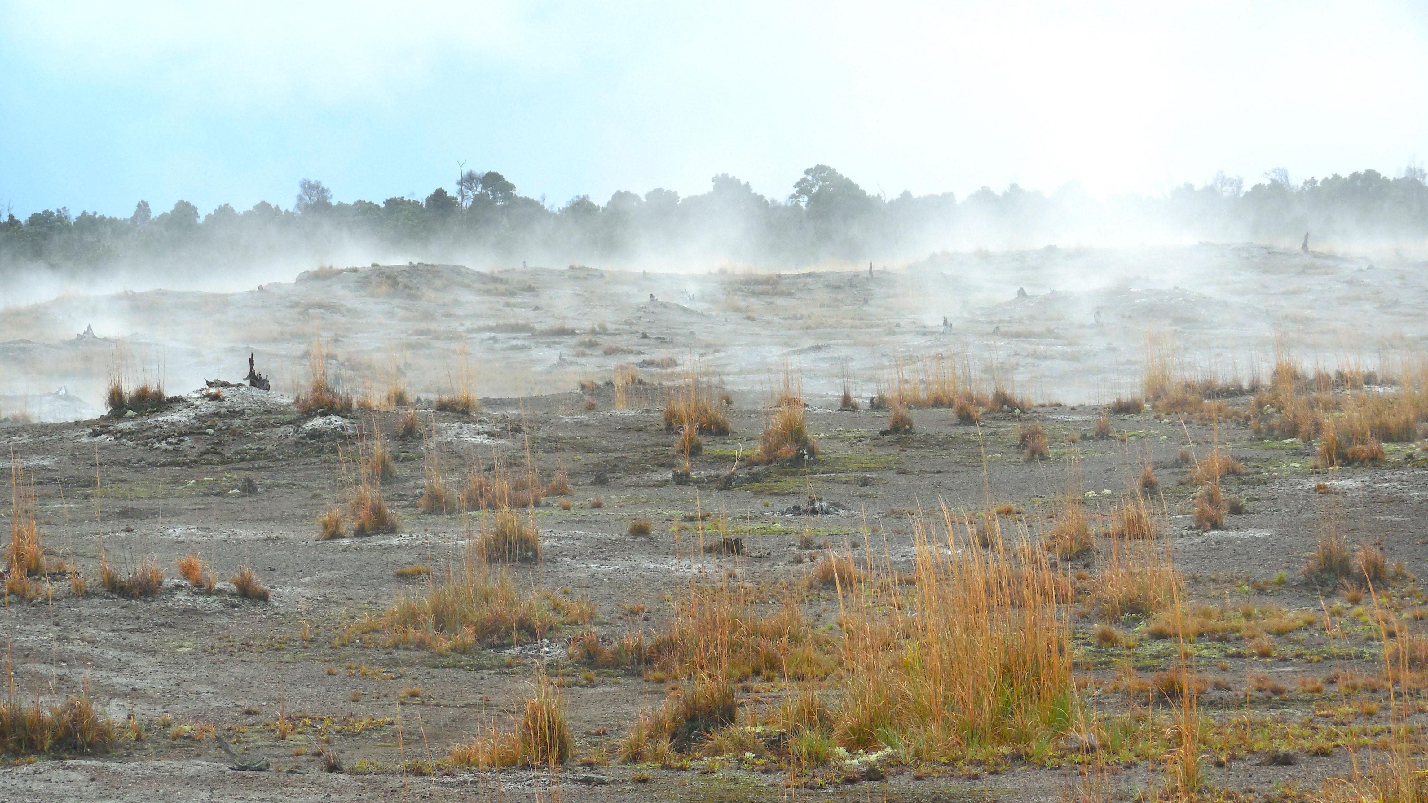 The Earth Microbiome Project aims to catalog all of the world’s microbial communities, including those found in the Puhimau Thermal Area of Hawai’i Volcanoes National Park. (G.M. King)