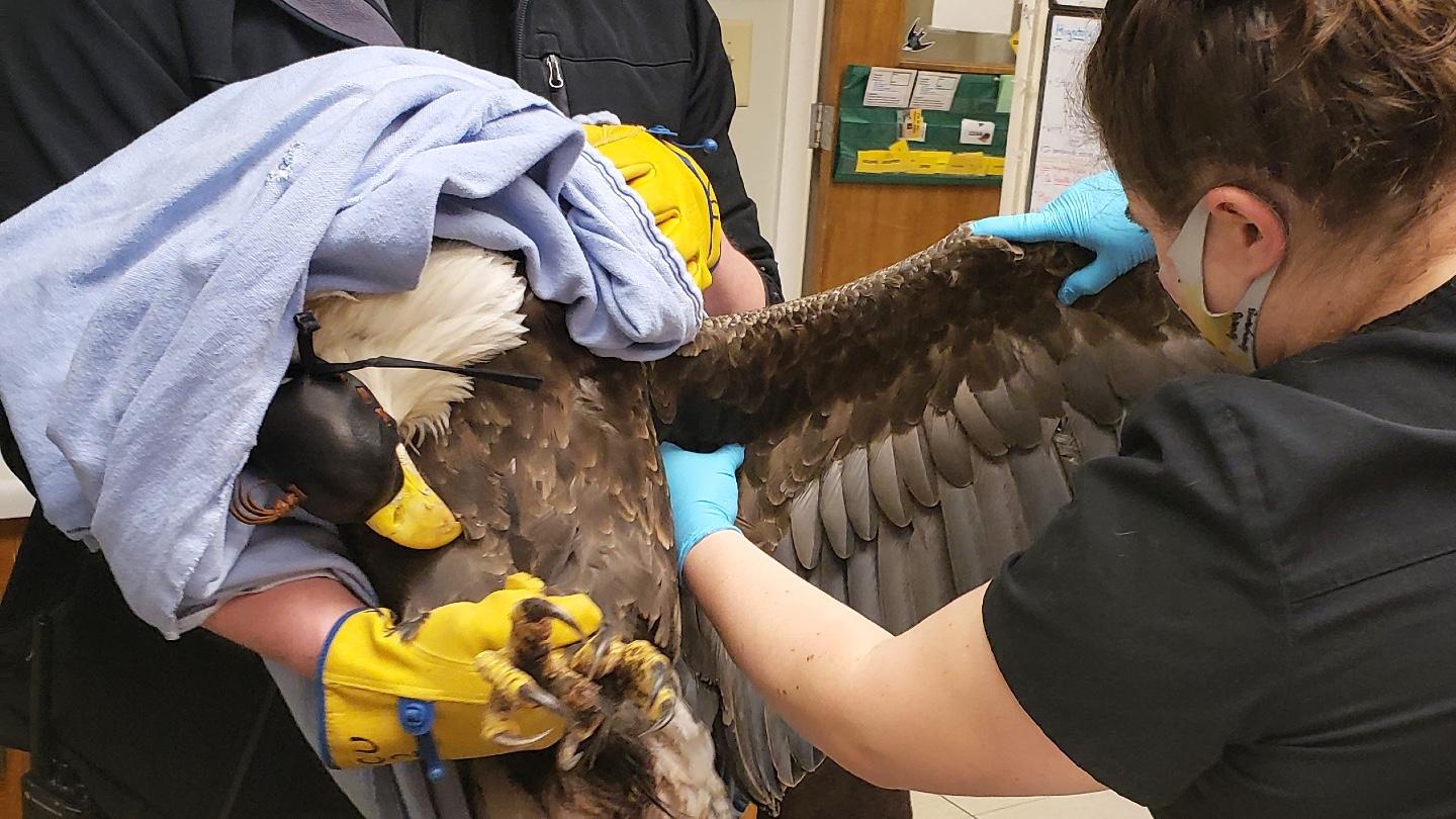 A falconry hood is placed over the eagle's eyes and ears to help relax the bird and make the exam easier on the bird and handlers. (Courtesy of Willowbrook Wildlife Center)