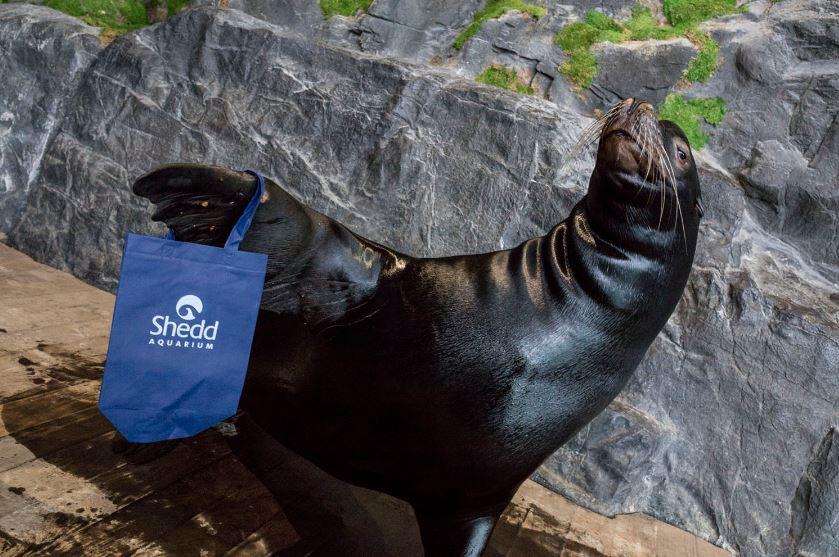 Ty, a sea lion at Shedd Aquarium, pictured with a reusable bag during Shedd’s Earth Week celebration in 2018. (Courtesy Shedd Aquarium) 