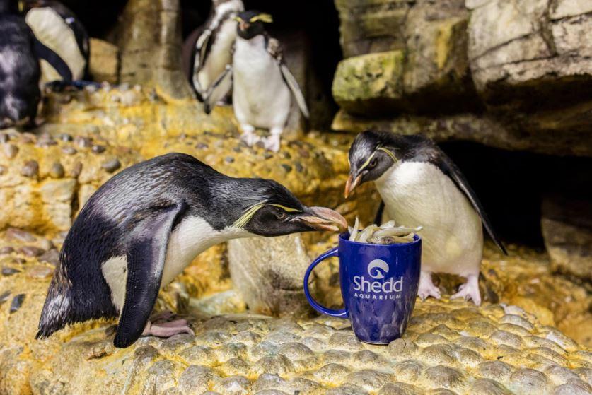 Penguins eat from a mug at Shedd Aquarium. (Courtesy Shedd Aquarium)