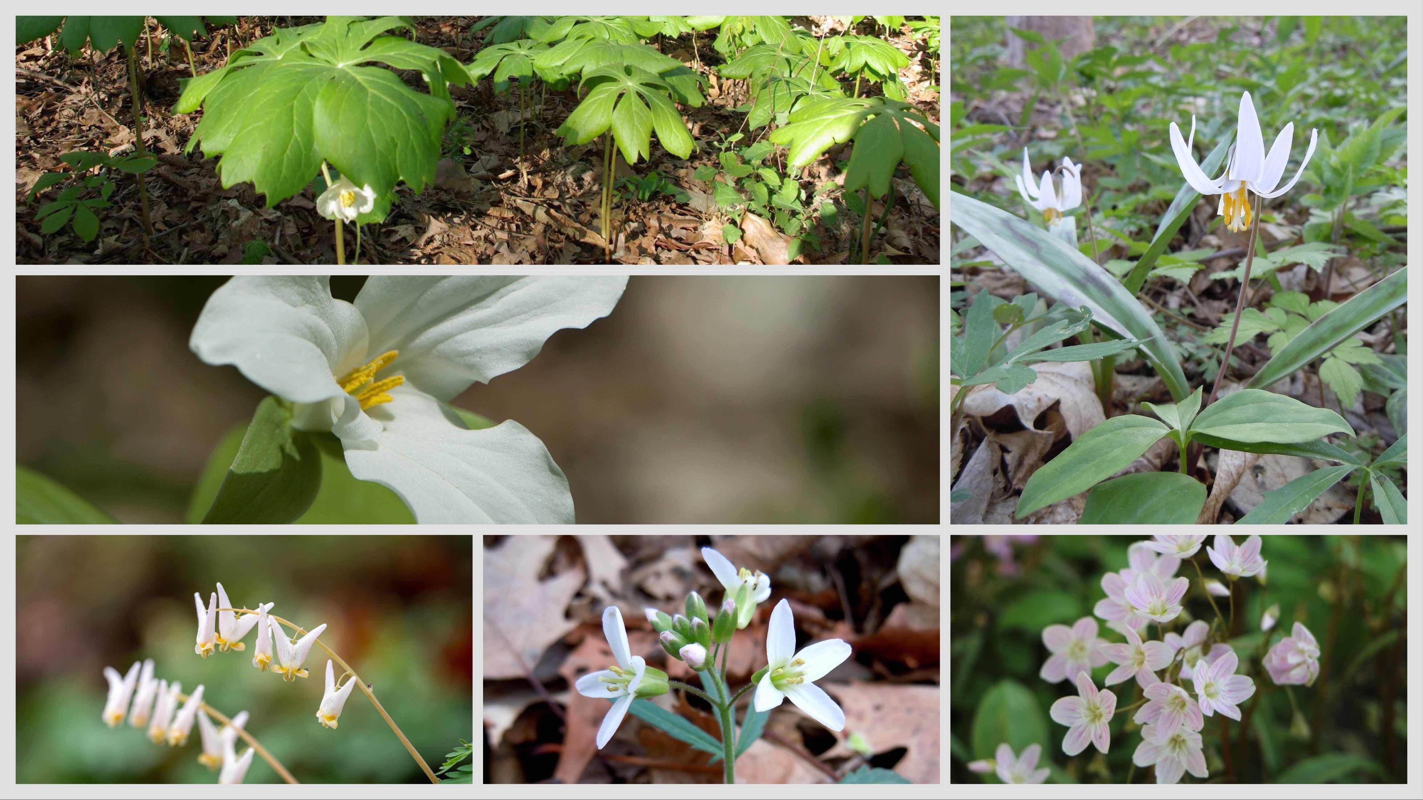 Spring ephemerals, from top left, clockwise: mayapple, trout lily, spring beauty, cutleaf toothwort, Dutchman’s breeches, trillium. (Credits: Pam Morgan / Flickr Creative Commons; U.S. Fish & Wildlife Service / Jessica Bolser; Forest Preserve District of Cook County; U.S. Fish & Wildlife Service / Jessica Bolser; Shenandoah National Park / N. Lewis; Unsplash)