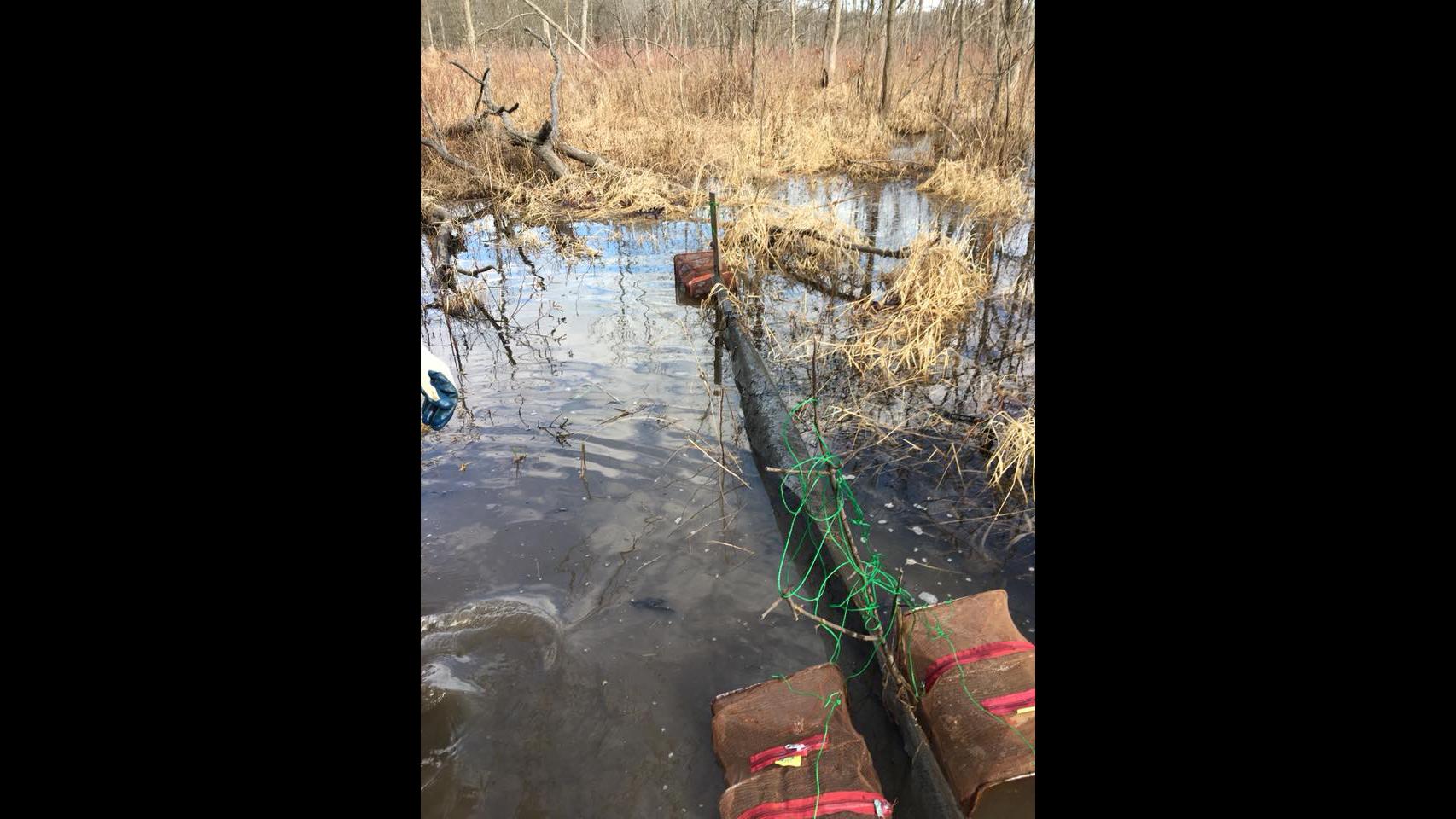 Biologists use an aquatic drift fence and funnel traps to temporarily catch wood frogs in Lake County and in order to conduct health assessments. The frogs are threatened by a number of fungal pathogens. (Courtesy Peggy Notebaert Nature Museum)