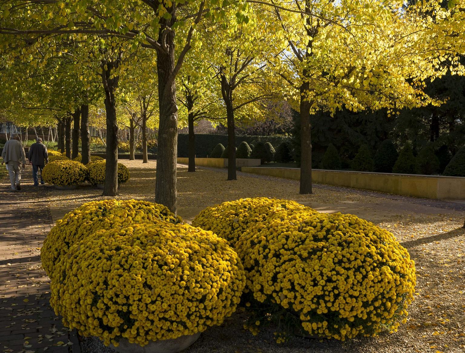 Bright gold colors on display this fall in the Esplanade at the Chicago Botanic Garden (Courtesy Chicago Botanic Garden)