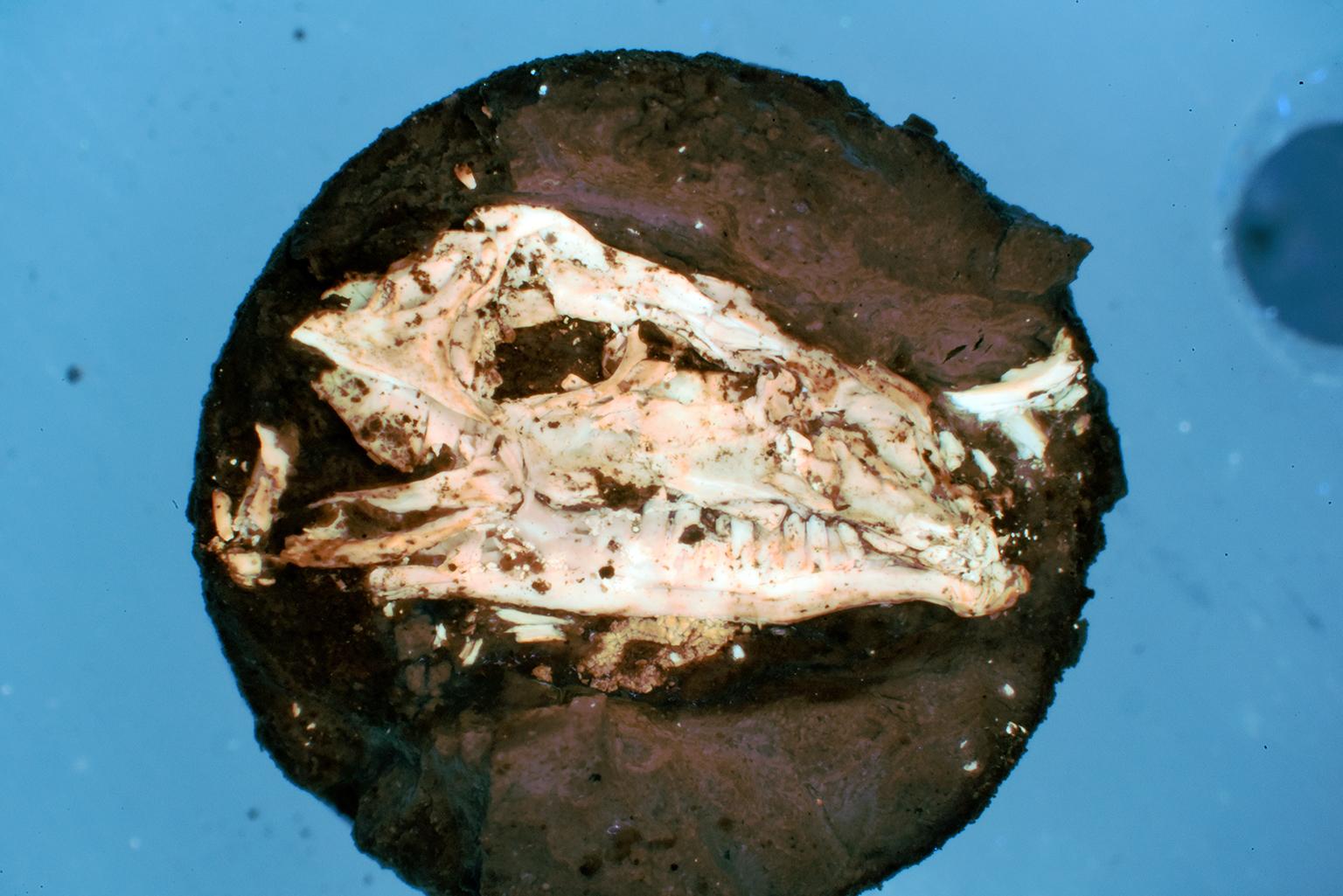 A synthetically fossilized lizard head created by Field Museum researcher Evan Saitta. (Evan Saitta / Field Museum)