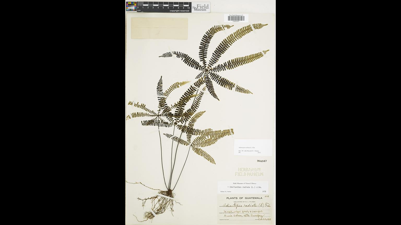 A plant species in the Field Museum’s collection (Courtesy Field Museum)