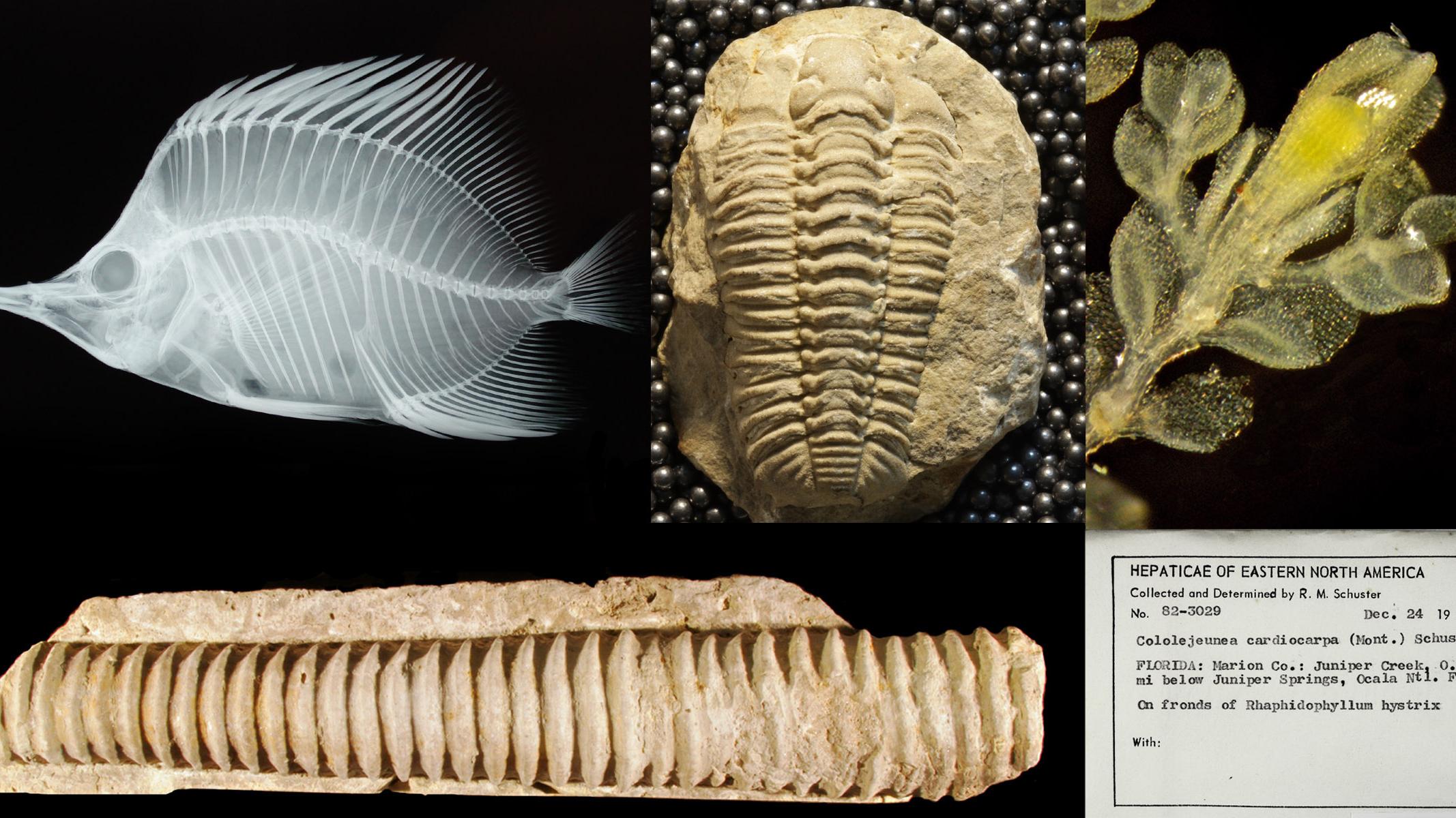 Help the Field Museum digitize “centuries of data about life on Earth” this weekend. (Courtesy of the Field Museum)