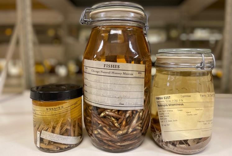Specimens of sand shiner fish in the Field Museum’s collections 1972, 1953, and 1907. Other fish in the study included largemouth bass, channel catfish and round goby. (Kate Golembiewski / Field Museum)