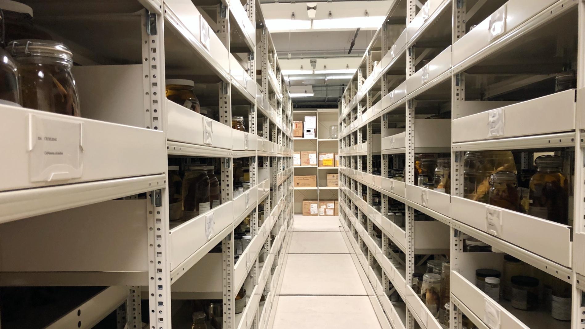 The Field Museum's underground Collections Resource Center. (Patty Wetli / WTTW News) 