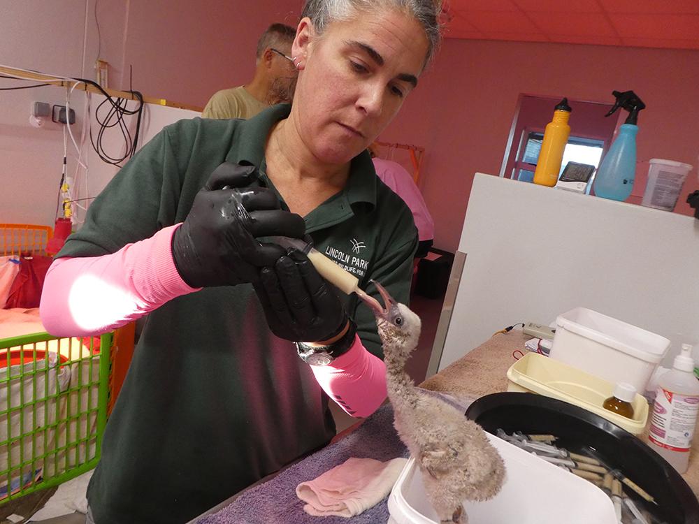 Kristin Dvorak, an assistant lead bird keeper at Lincoln Park Zoo, recently traveled to South Africa as part of an international effort to rehabilitate 1,800 abandoned flamingo hatchlings. (Courtesy Lincoln Park Zoo)  
