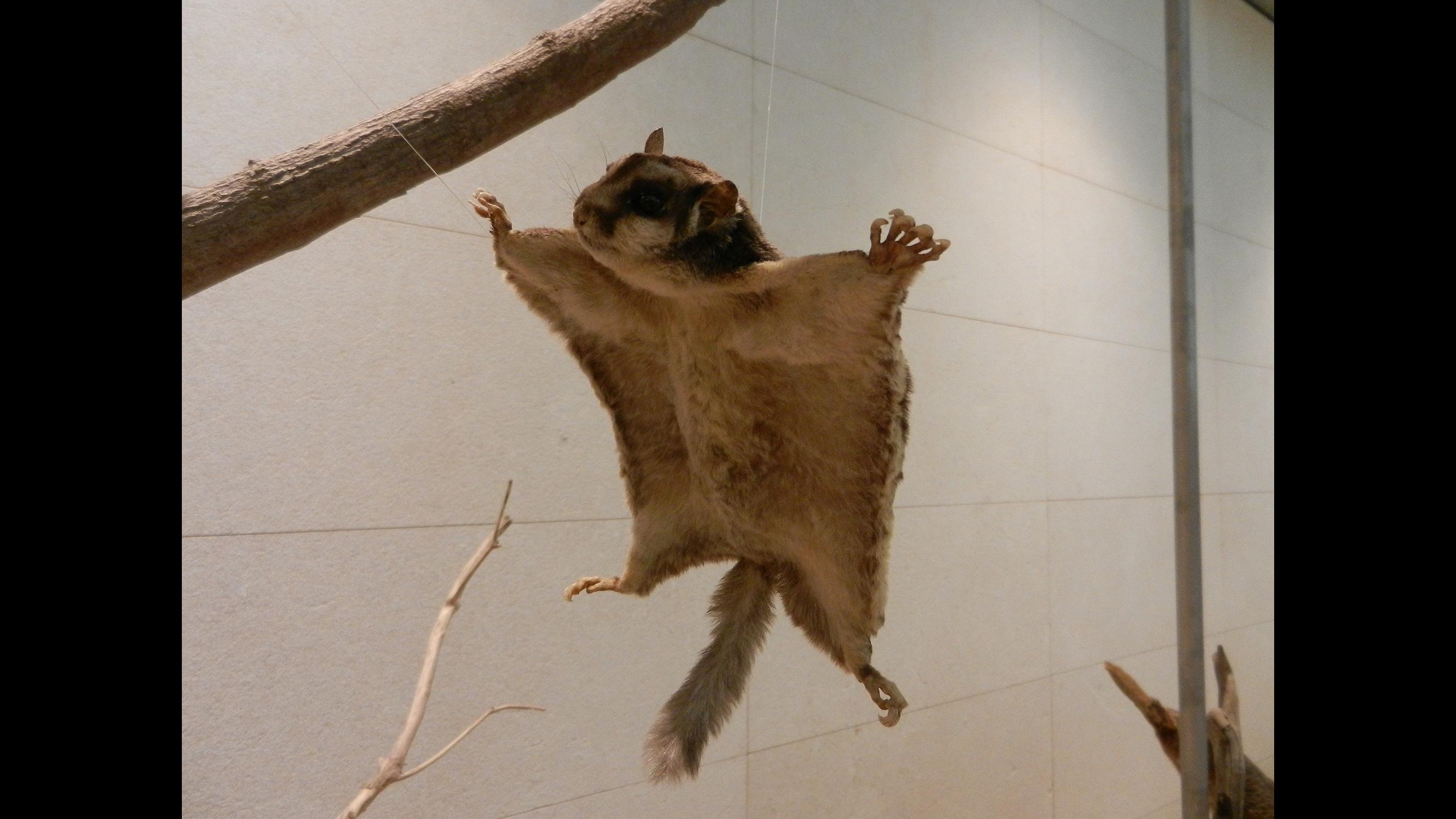 A preserved flying squirrel on display at the Museo delle Scienze in Trento, Italy. (Dega180 / Wikimedia Commons) 