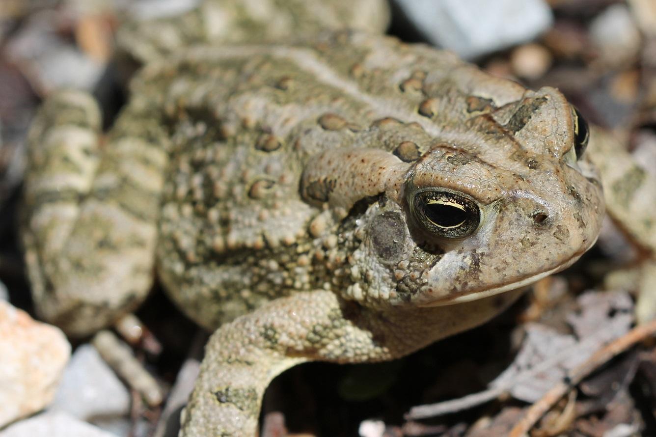 A Fowler’s toad (Courtesy Peggy Notebaert Nature Museum)