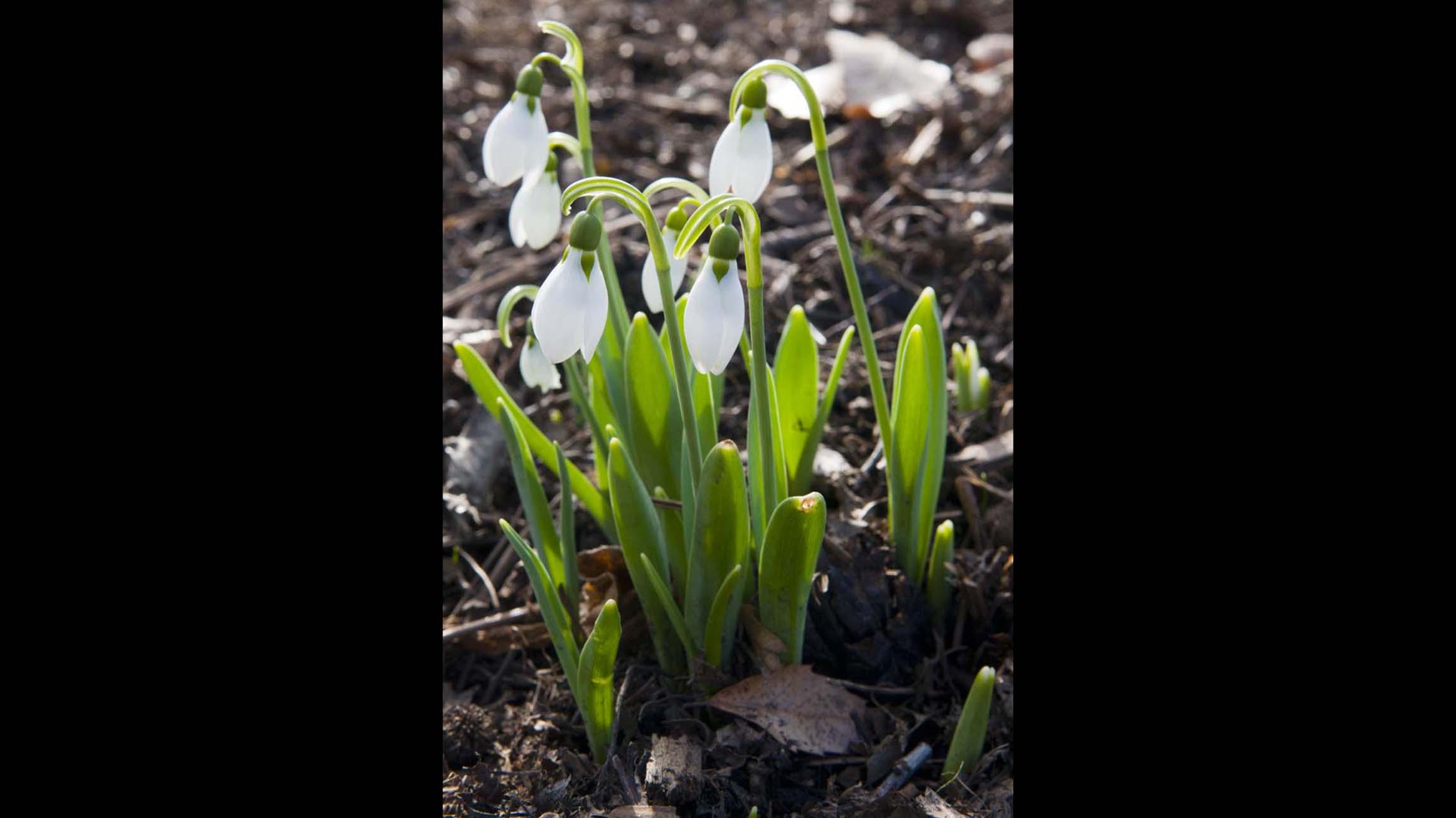 In the coming days, giant snowdrops at the Botanic Garden will look like this one from a previous year, Tankersley said. (Courtesy Chicago Botanic Garden)
