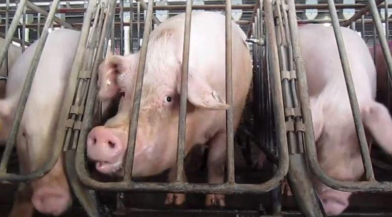 Gestation crates like the ones pictured are tight metal stalls that keep female pigs in one position for the majority of their lives. (Humane Society of the United States / Creative Commons)