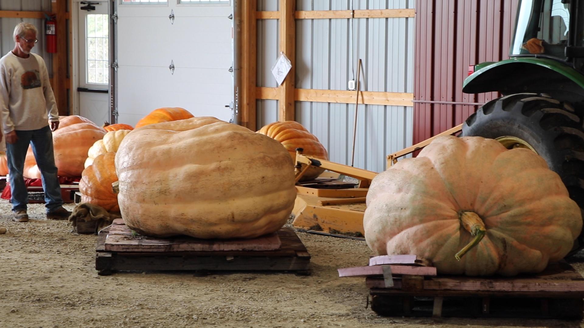 Giant pumpkins are lined up before they’re weighed at Heap’s Giant Pumpkin Farm in Minooka, Illinois. (Evan Garcia / WTTW News)