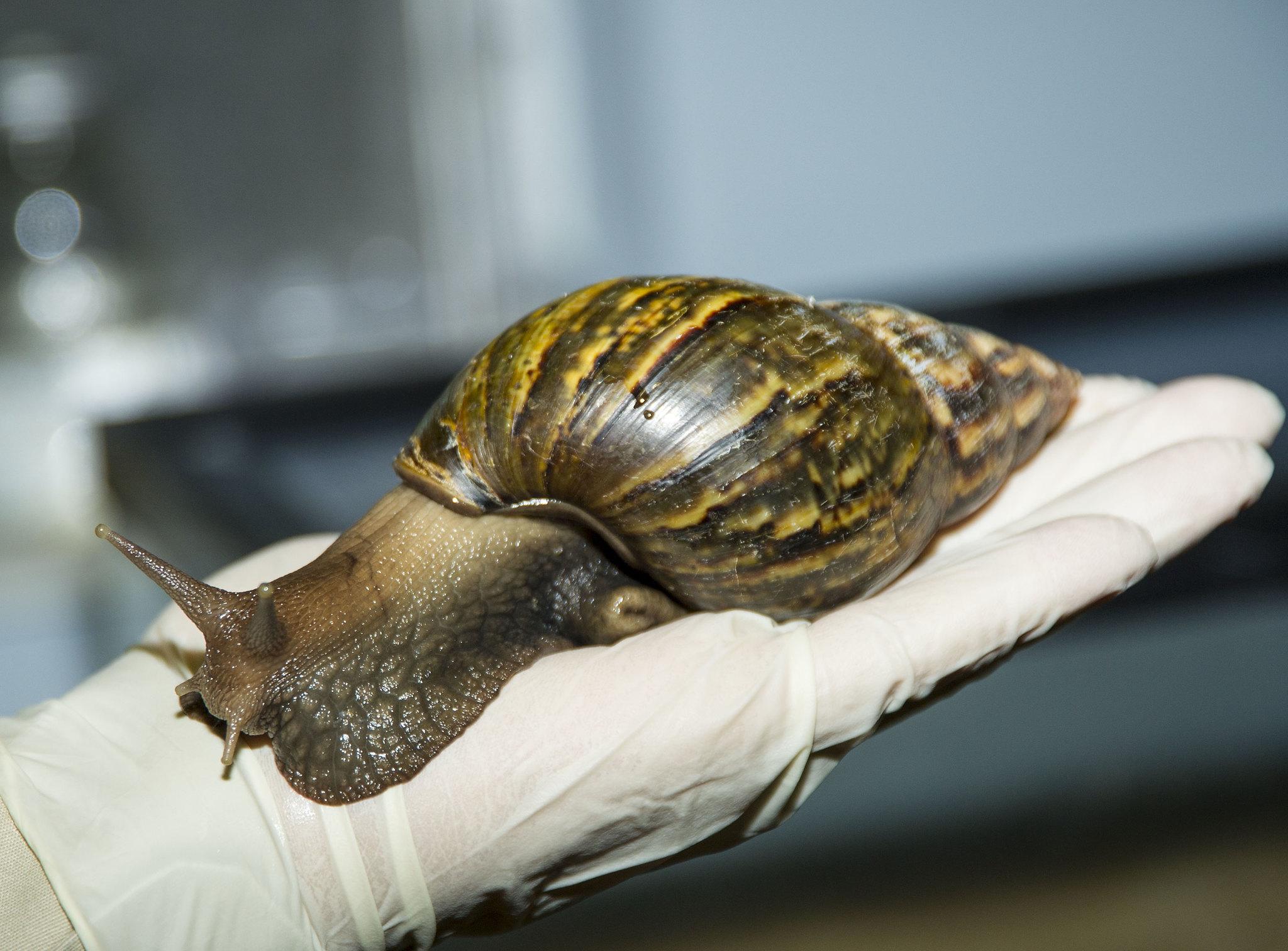Giant African land snail. (USDA Animal and Plant Health Inspection Service)