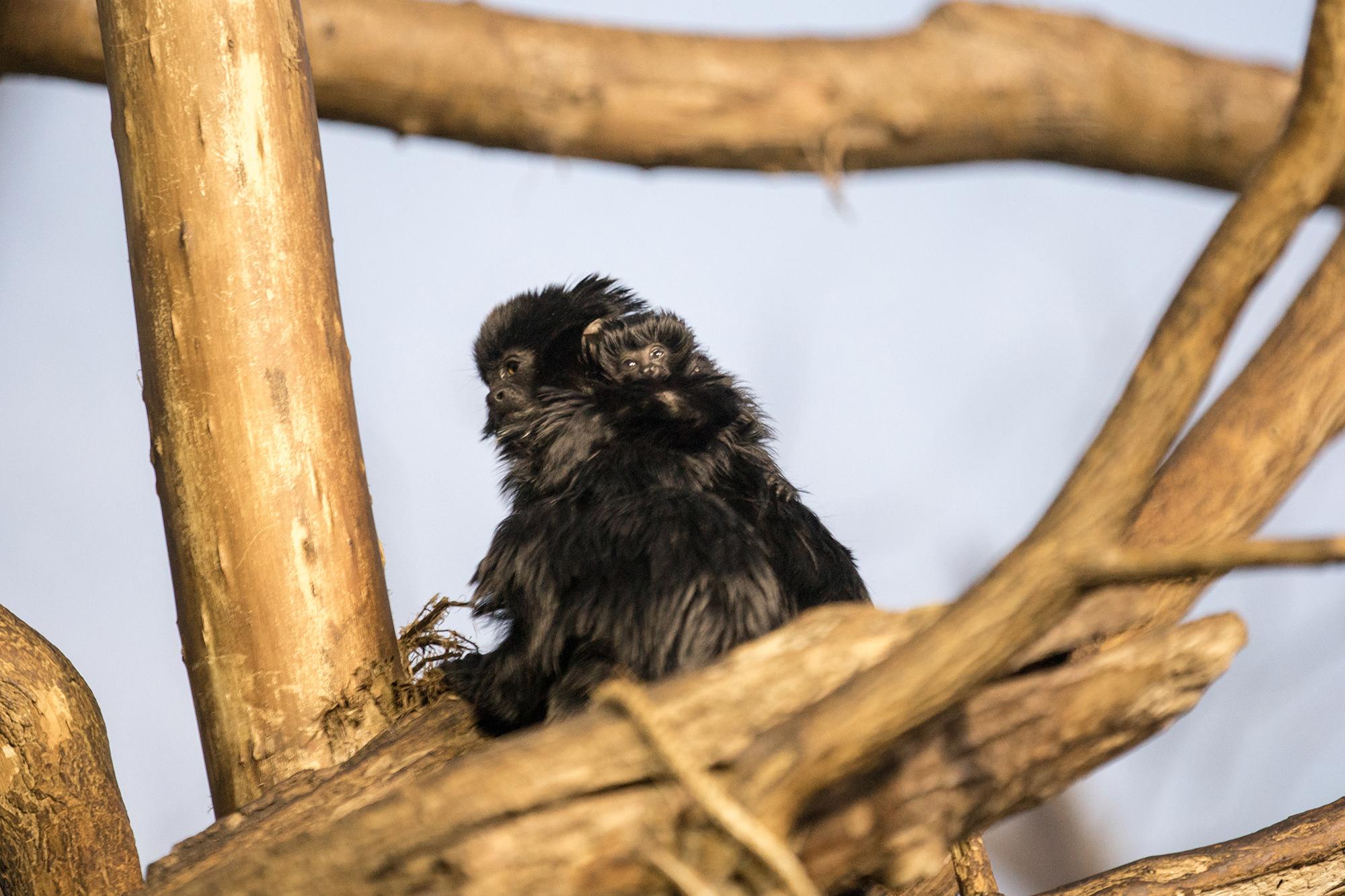 Lincoln Park Zoo's newborn Goeldi's monkey is barely visible as it clings to its mother's neck. (Julia Fuller / Lincoln Park Zoo) 