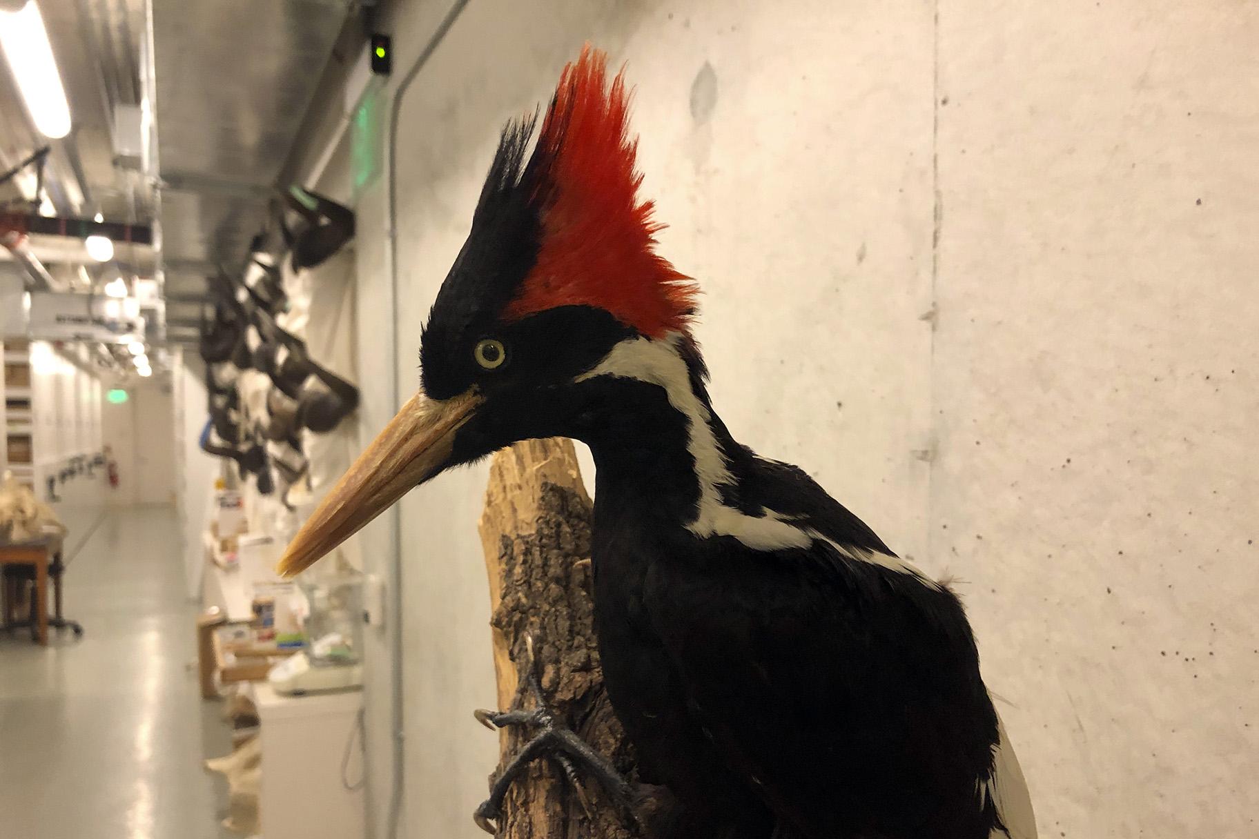 An ivory-billed woodpecker specimen is on a display at the California Academy of Sciences in San Francisco, Friday, Sept. 24, 2021. (AP Photo / Haven Daley)