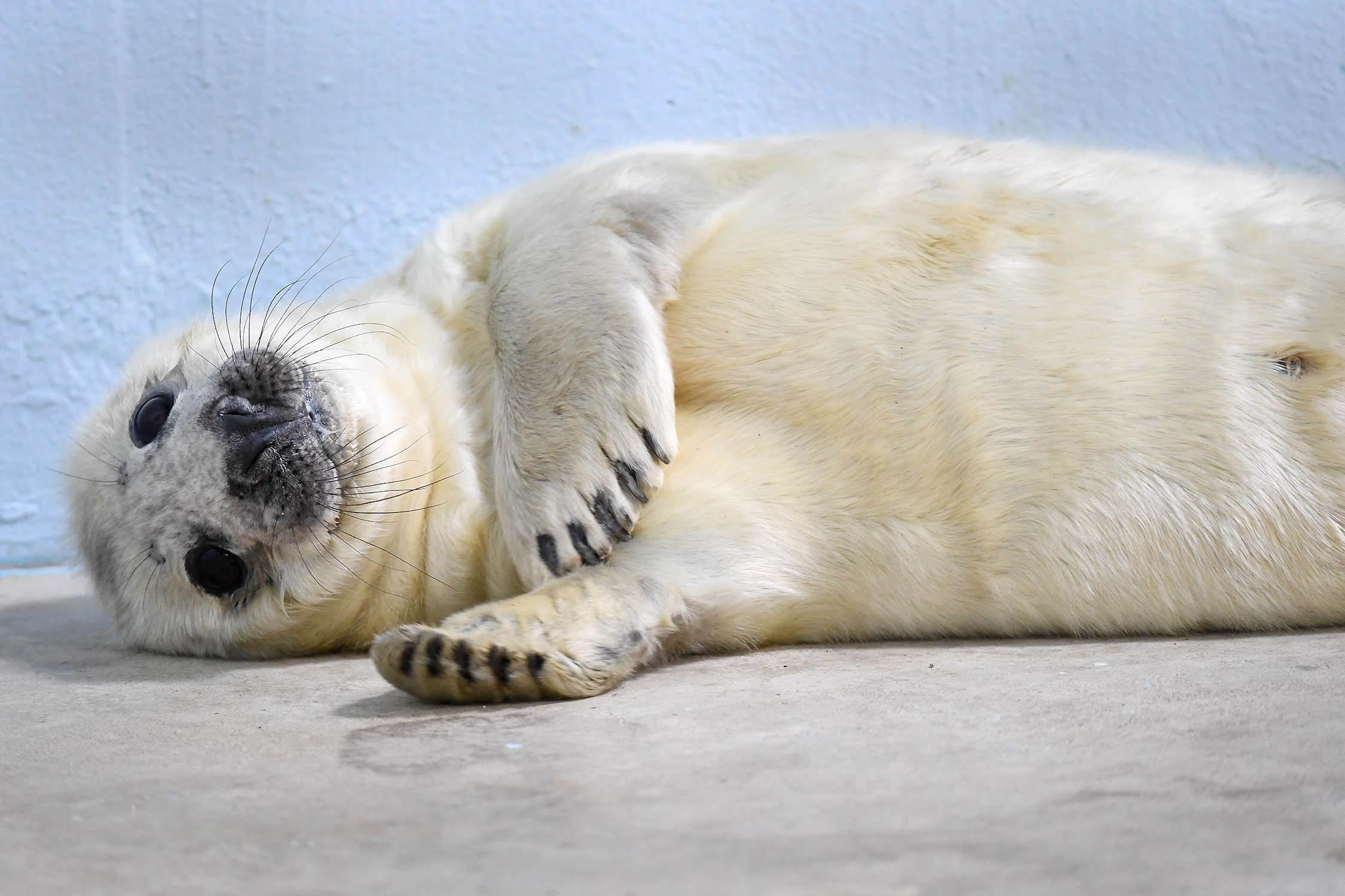 A male gray seal was born at Brookfield Zoo on Dec. 26. (Jim Schulz / Chicago Zoological Society)
